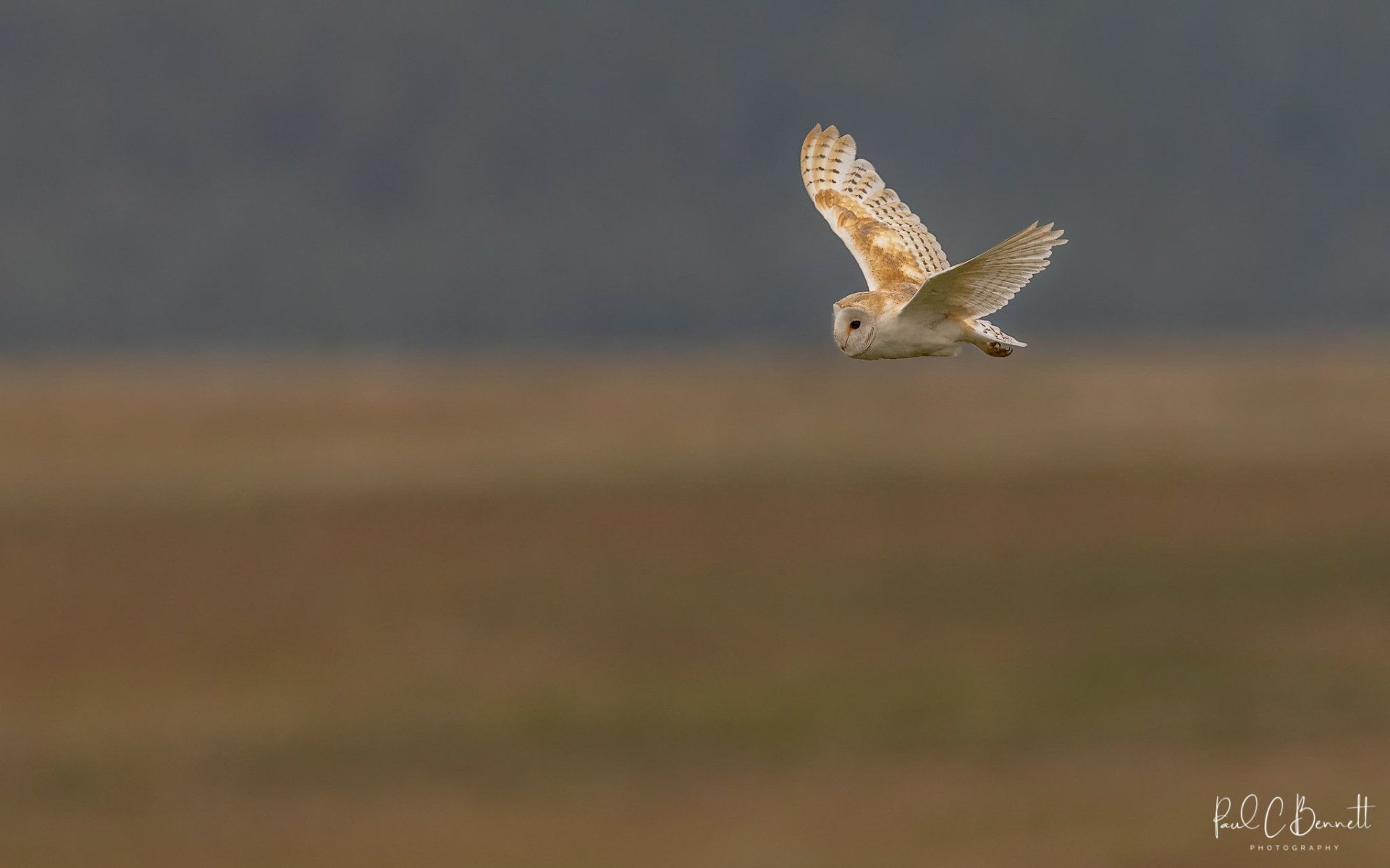 Images by Paul C Bennett Photography, Barn Owl in the Peaks, Barn Owl.