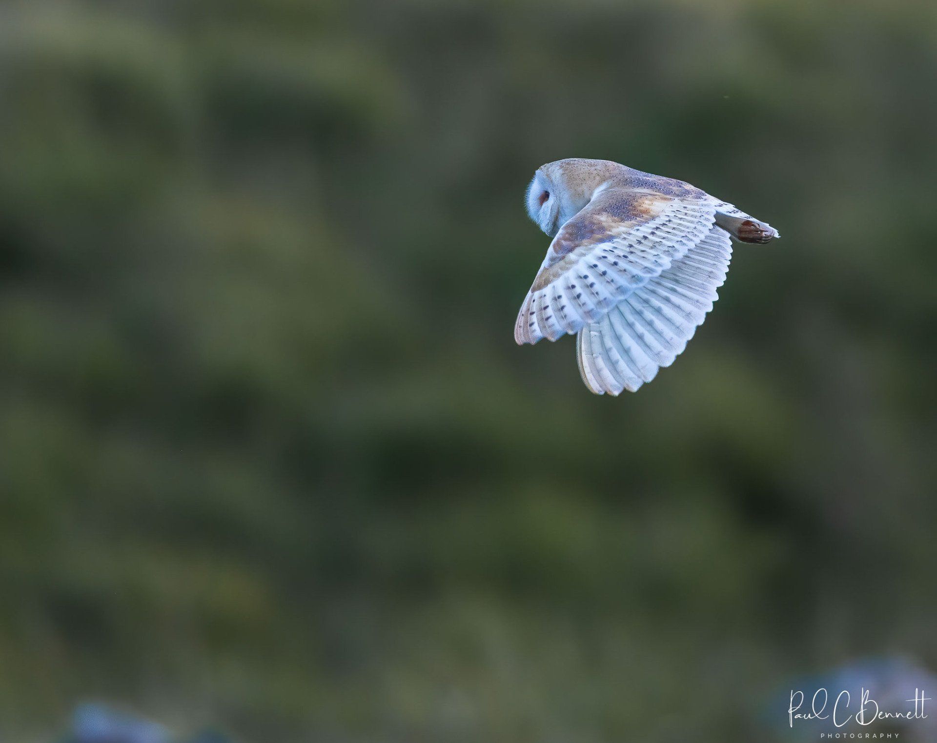 Images by Paul C Bennett Photography, Barn Owl in Flight, Barn Owl.