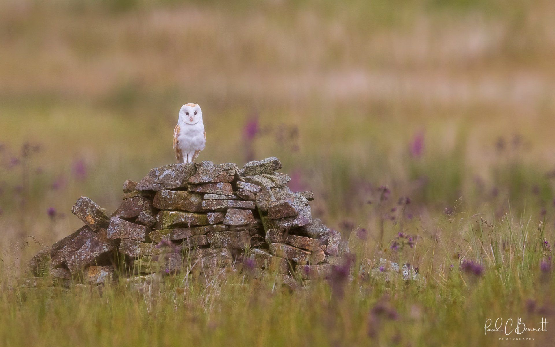 Images by Paul C Bennett Photography, Barn Owl Perched, Barn Owl.