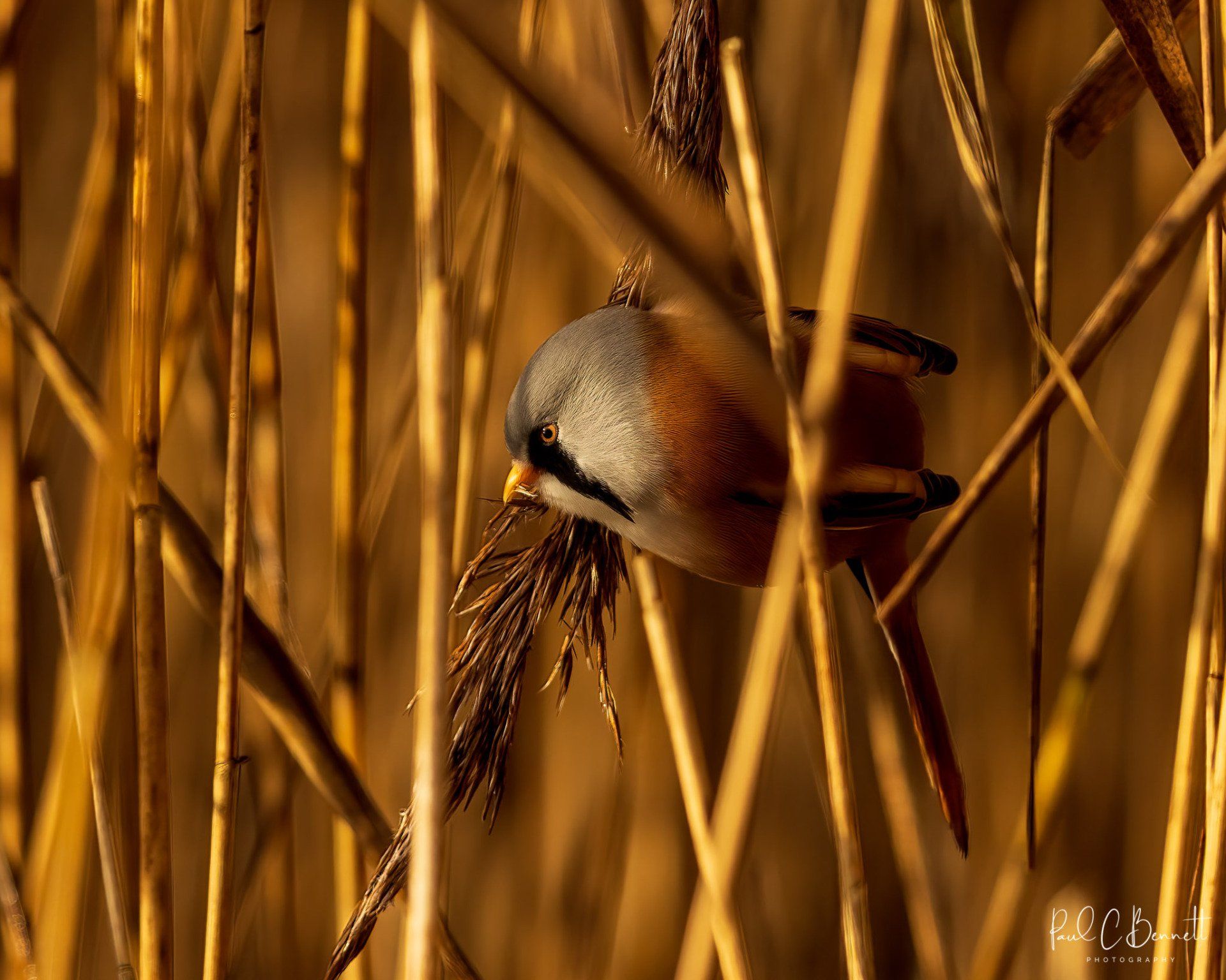 Tit, Bearded Tit, Bearded Tit in the Reeds, Bearded Tit Lancashire, Bearded Tit by Paul C Bennett Photography.