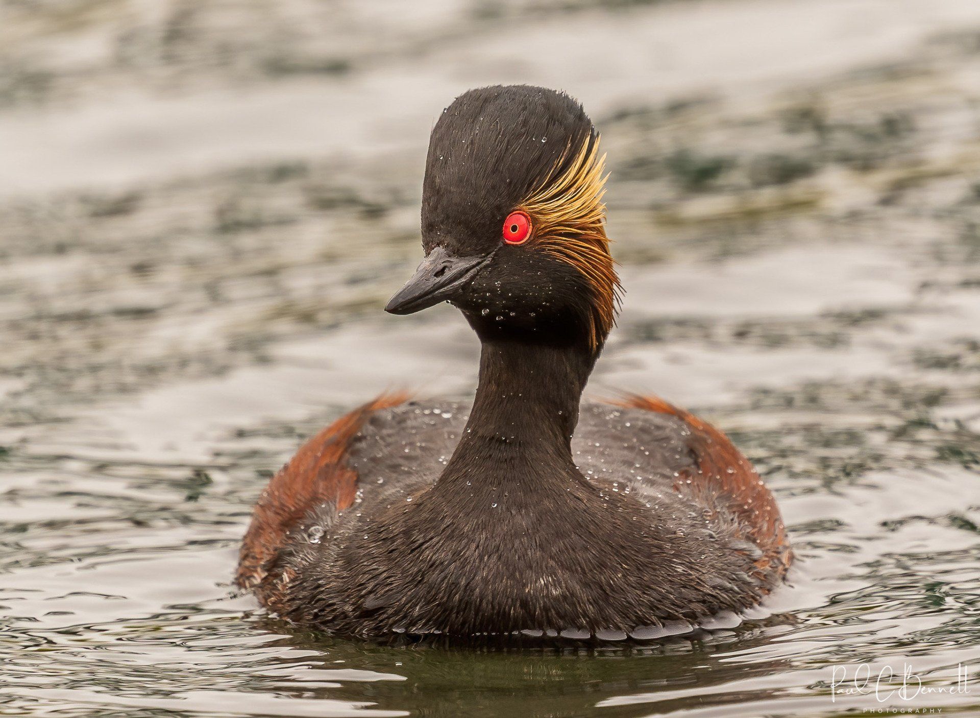 Wildlife Images by Paul C Bennett | Black neck Grebe