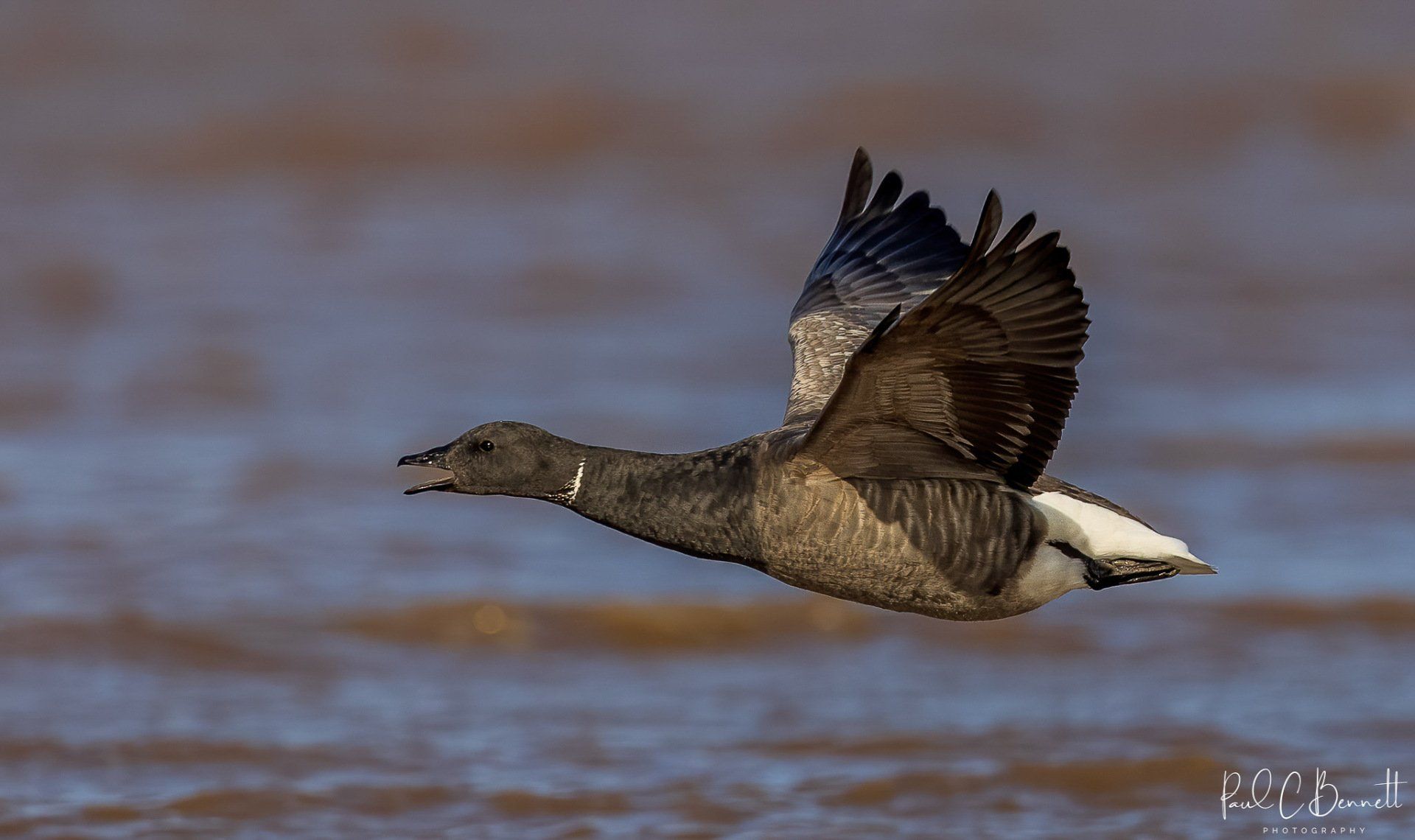 Wildlife Images by Paul C Bennett | Brent Goose in Flight