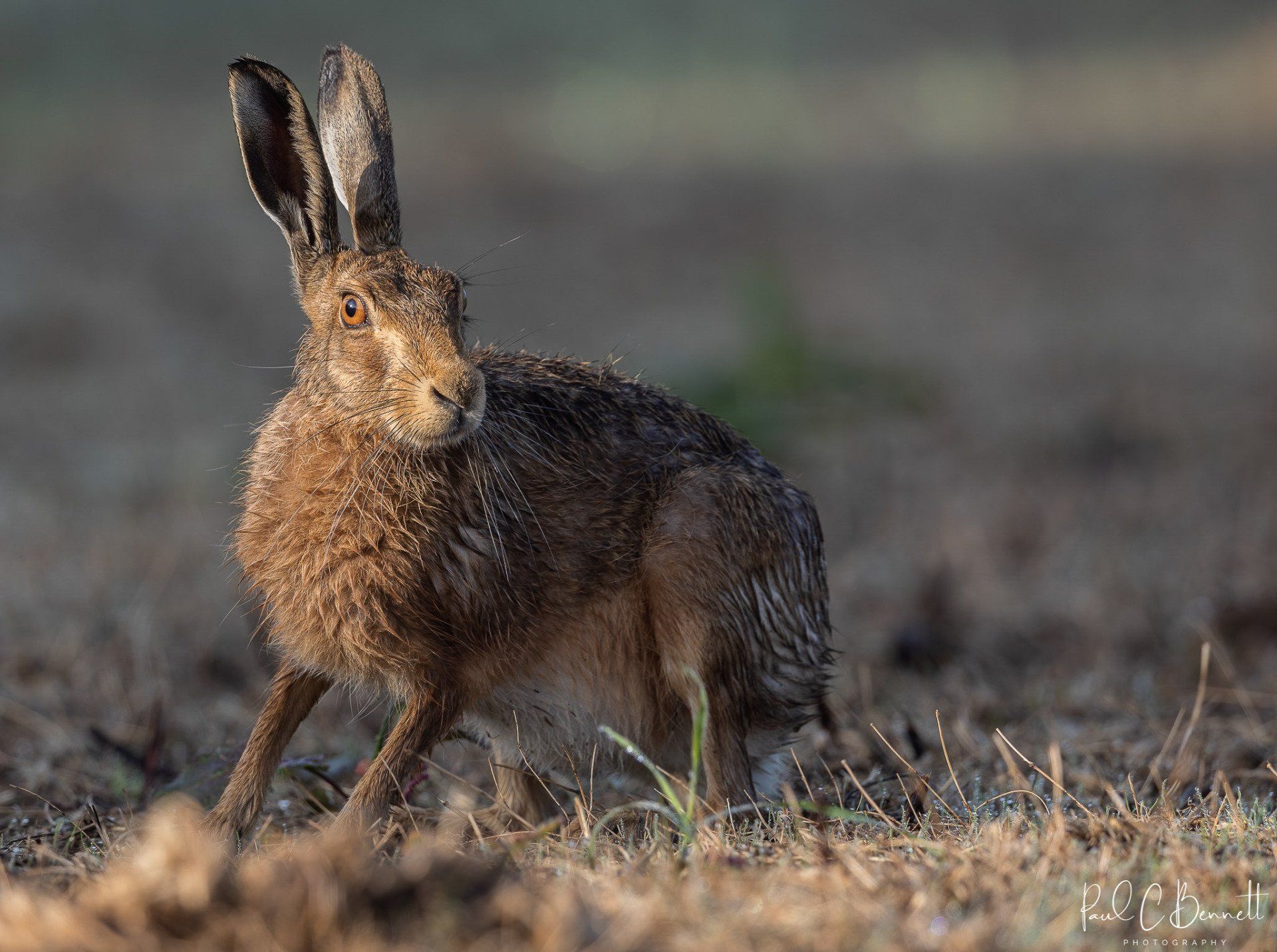 Wildlife Images by Paul C Bennett | Brown Hare on High Alert