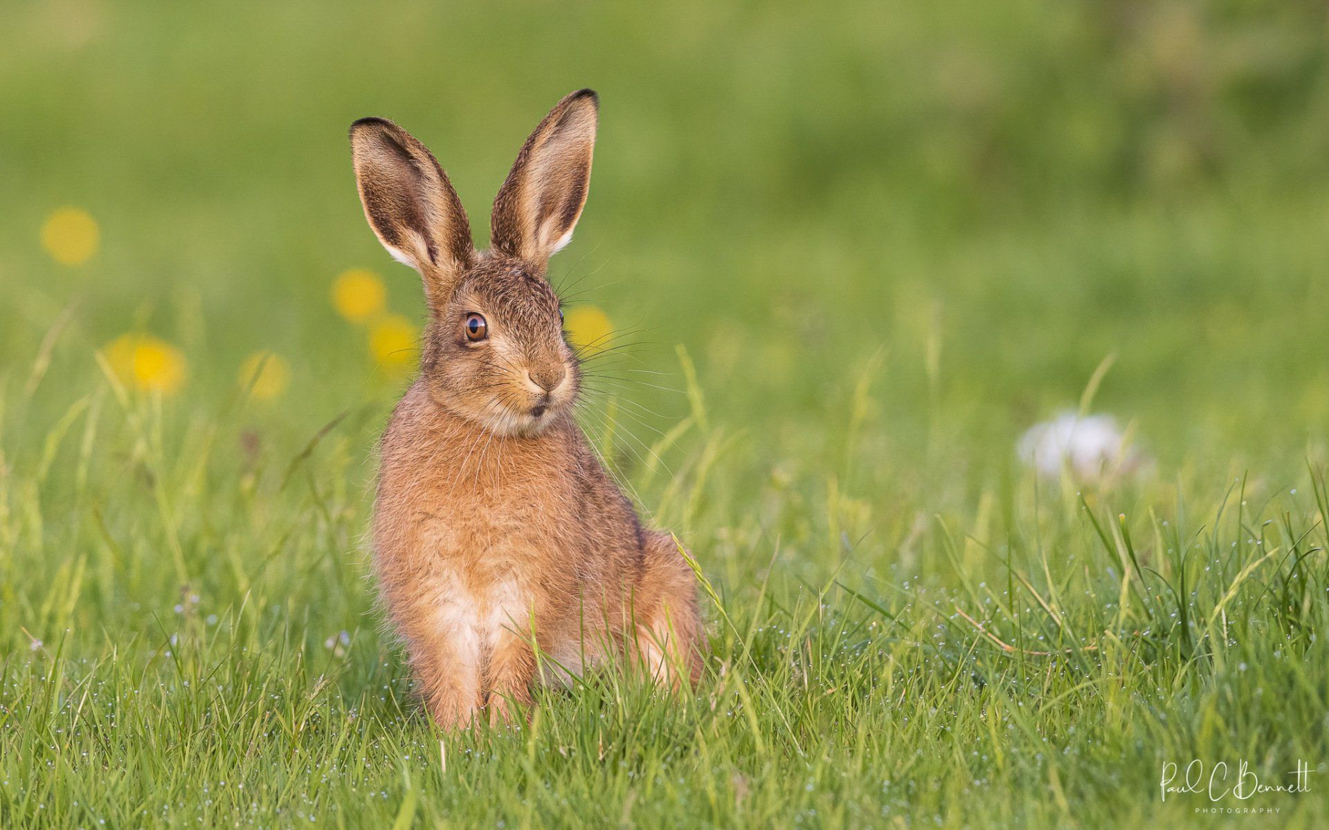 Wildlife Images by Paul C Bennett | Brown Hare Leveret