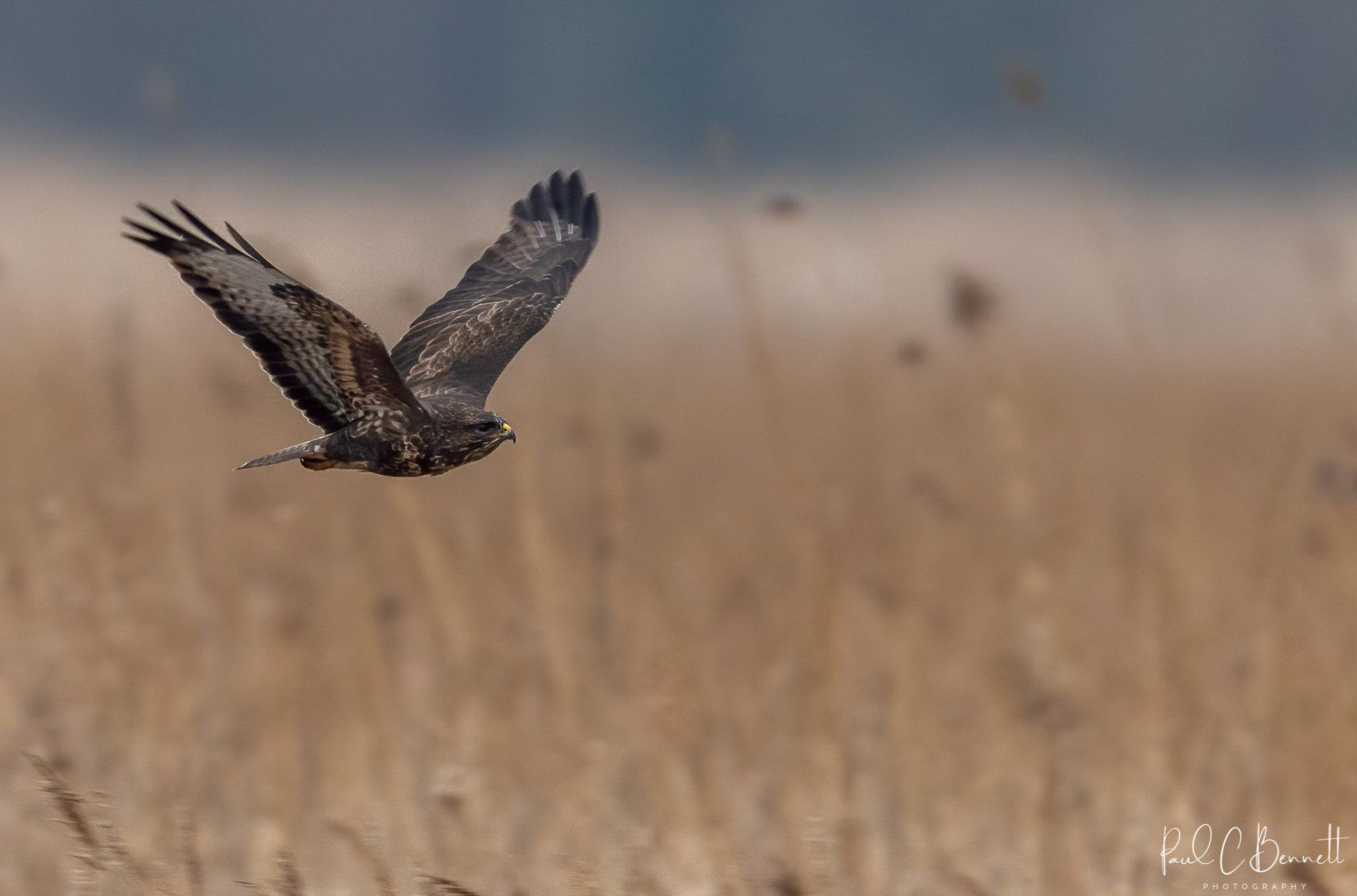 Wildlife Images by Paul C Bennett | Buzzard in Flight