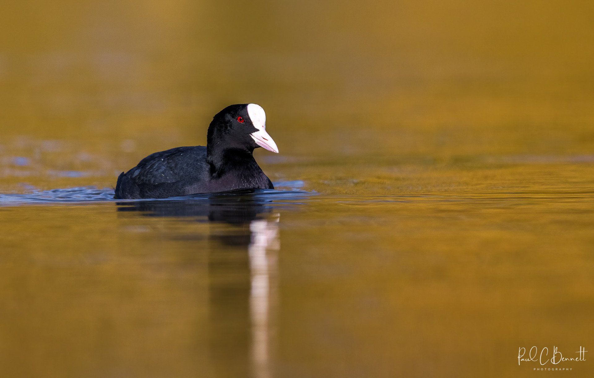Wildlife Images by Paul C Bennett | Coot