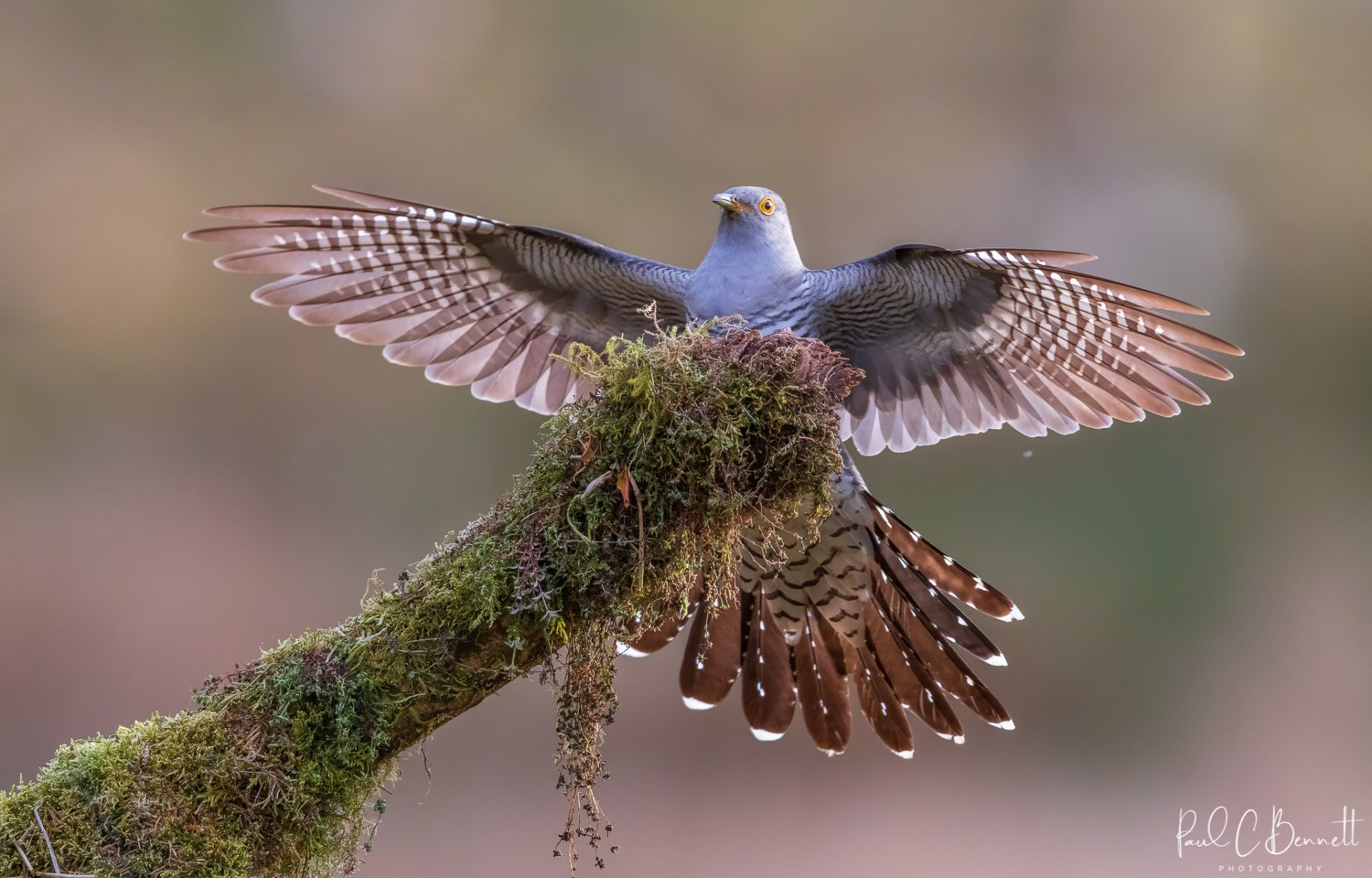Cuckoo Open Wings, Cuckoo Incoming, Cuckoo by Paul C Bennett Photographer