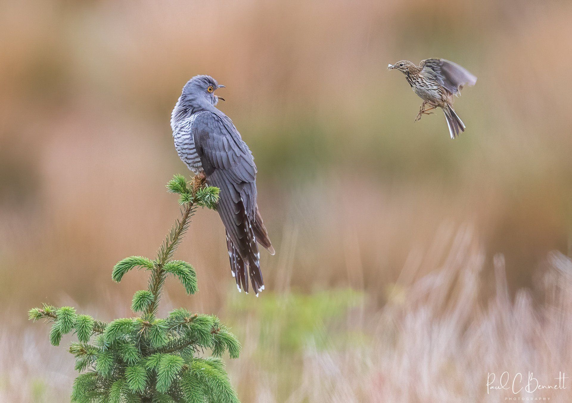Wildlife Images by Paul C Bennett Photography | Male Cuckoo with Meadow Pipit