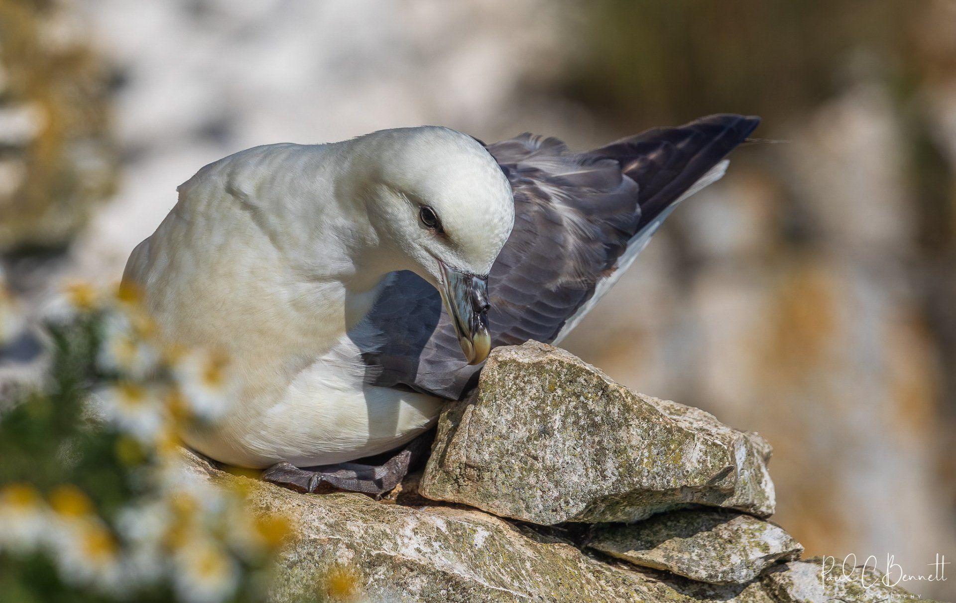 Wildlife Images by Paul C Bennett Photography | Fulmar on Cliff Face