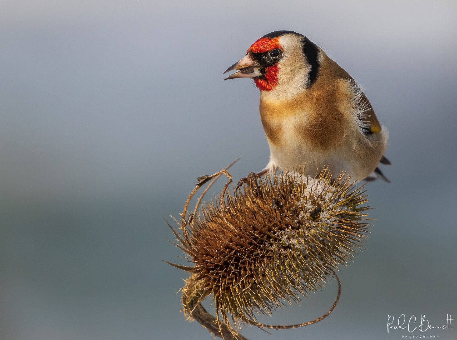 Wildlife Images by Paul C Bennett | Goldfinch on Teasel