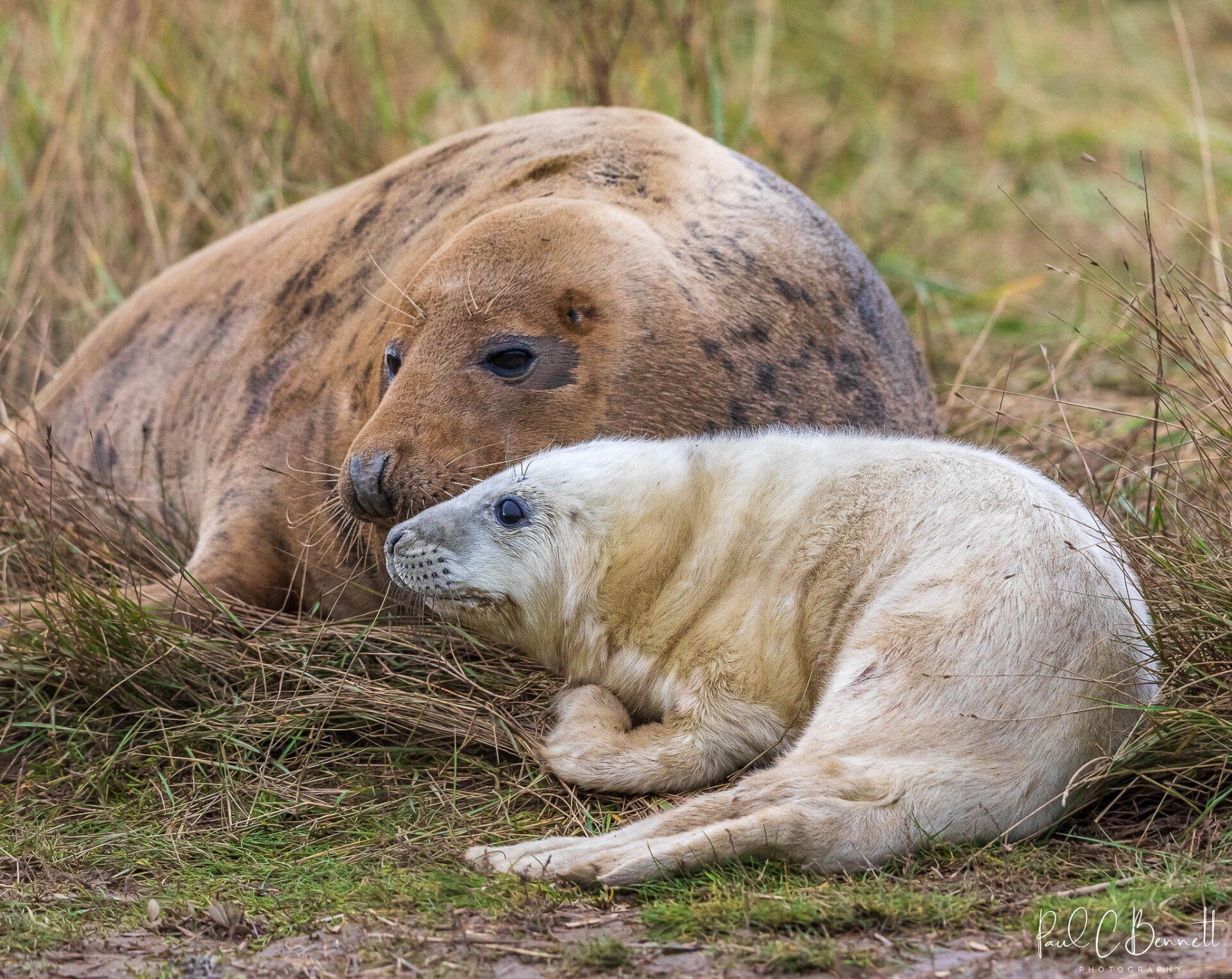 Wildlife Images by Paul C Bennett Photography | Grey Seal Adult and Pup