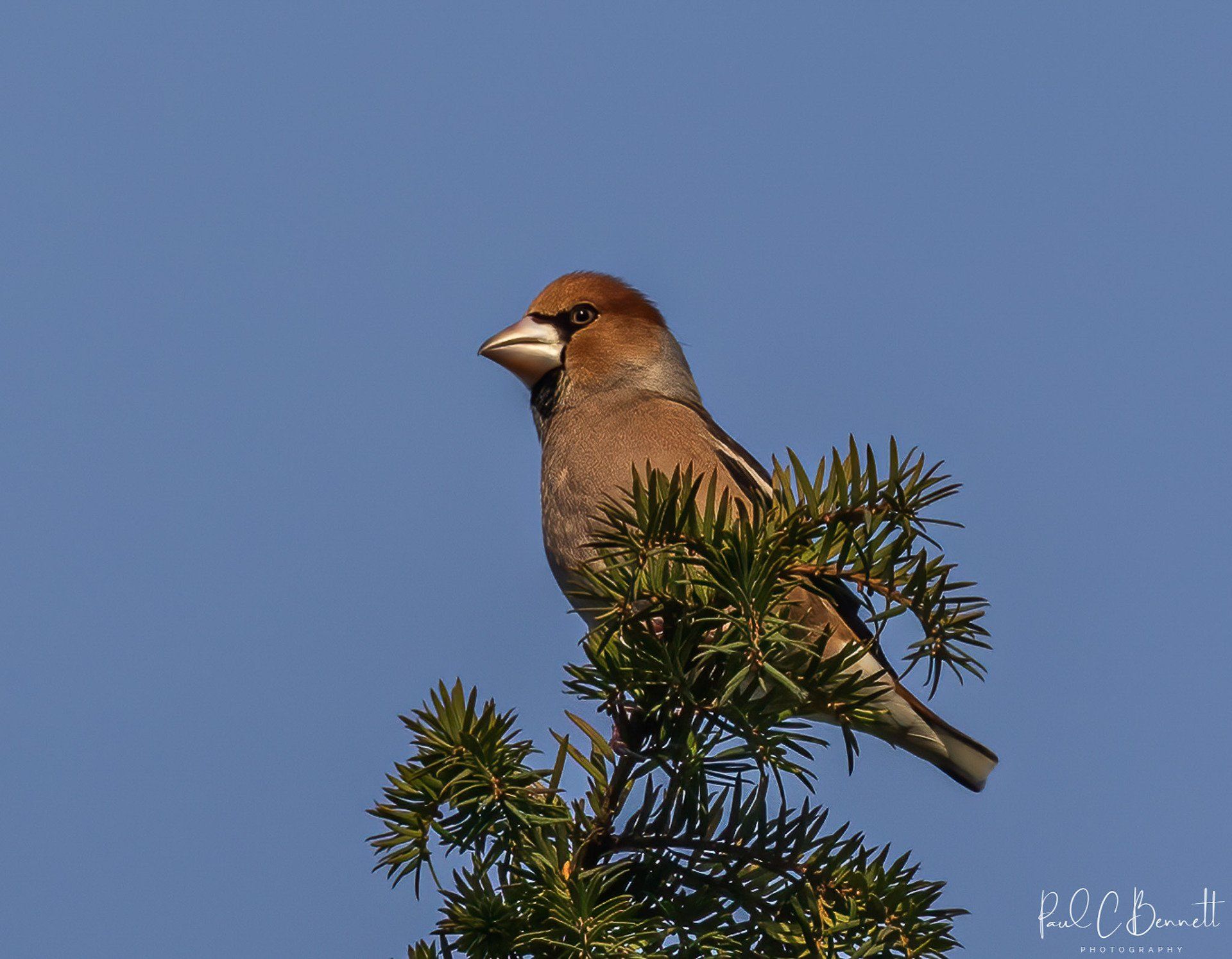 Wildlife Images by Paul C Bennett | Hawfinch Derbyshire