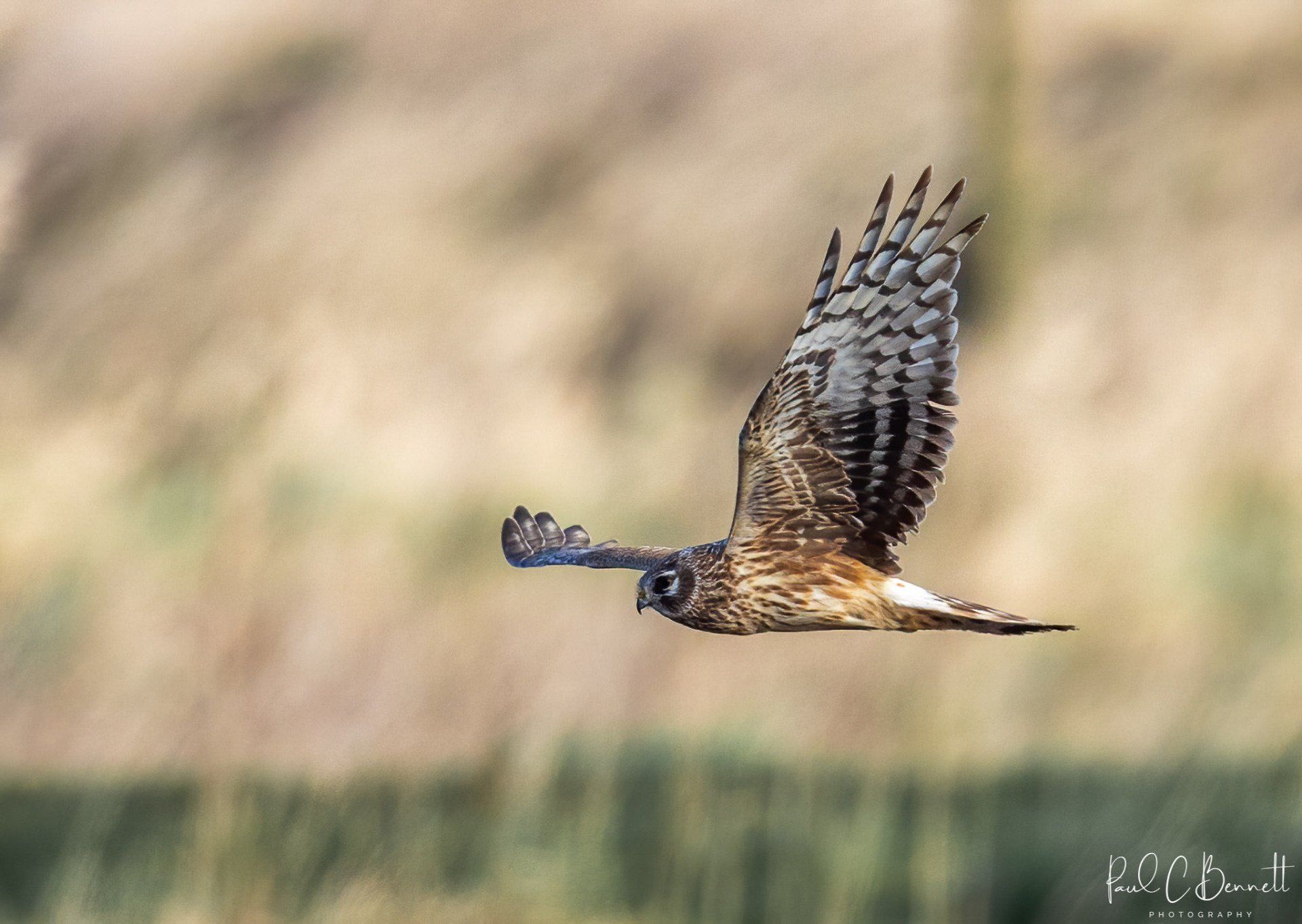 Wildlife Images by Paul C Bennett | Hen Harrier in Flight