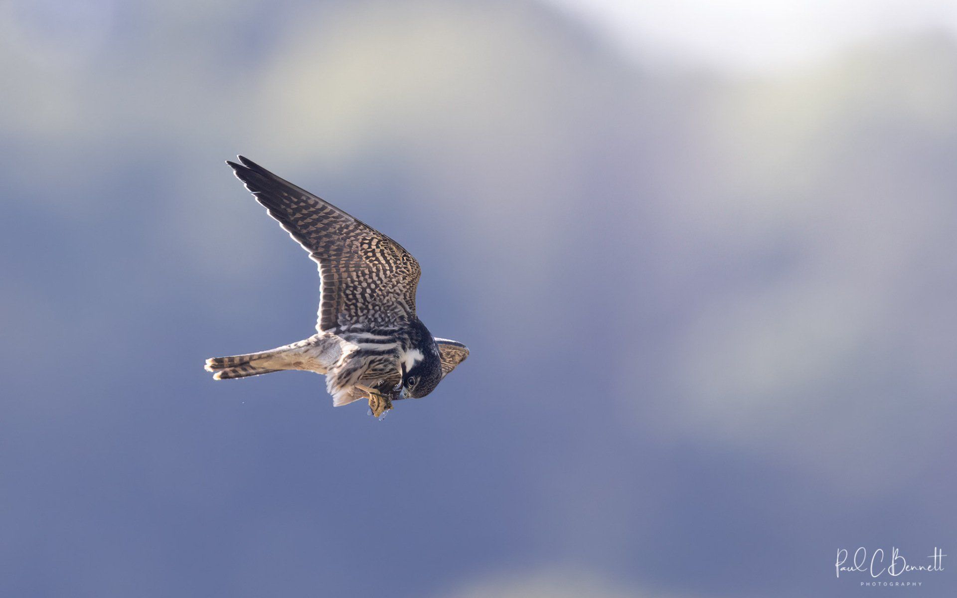 Hobby, Hobby on the Wing, Hobby with Prey, Hobby by Paul C Bennett Photography.