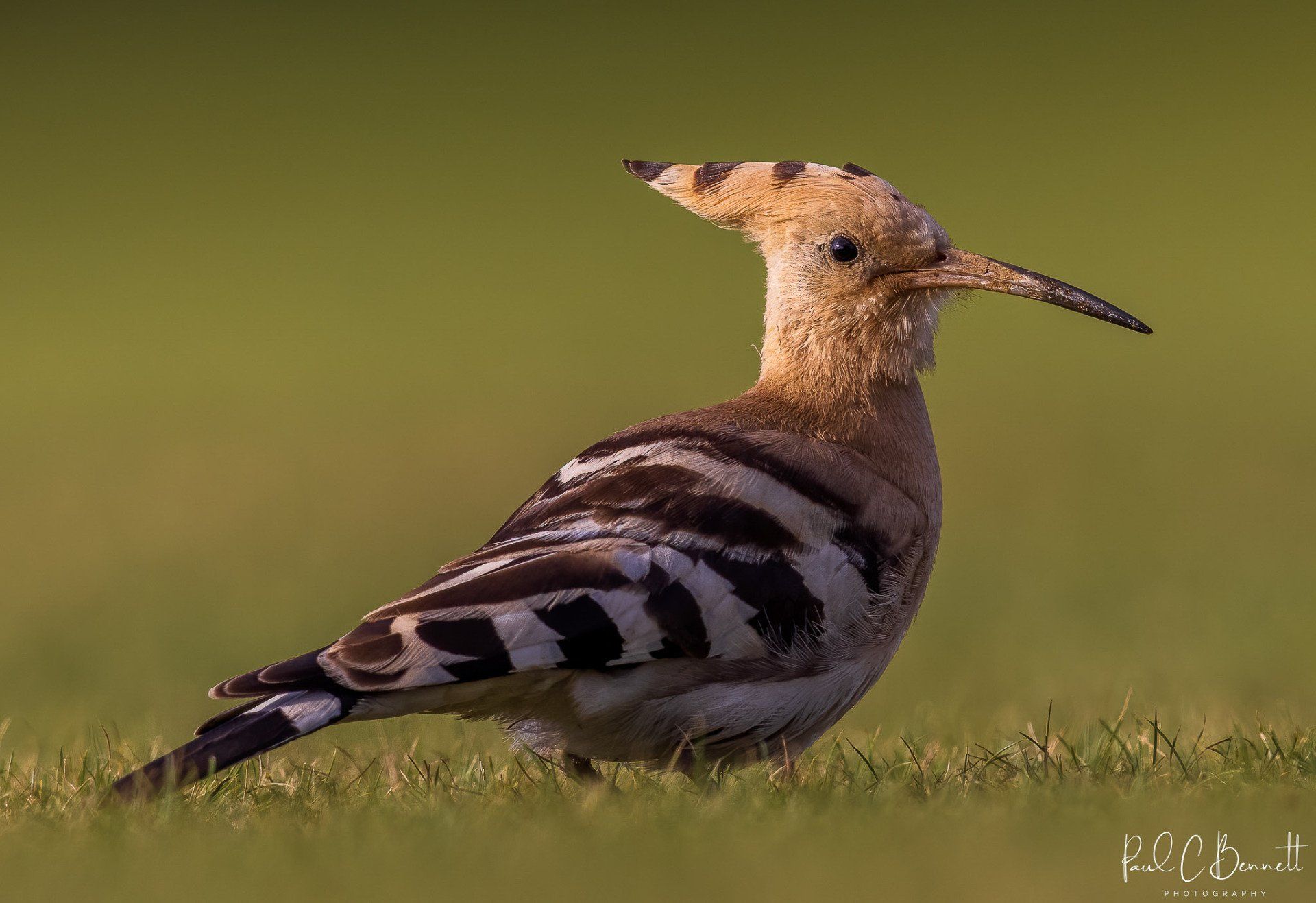 Wildlife Images by Paul C Bennett | Hoopoe Yorkshire
