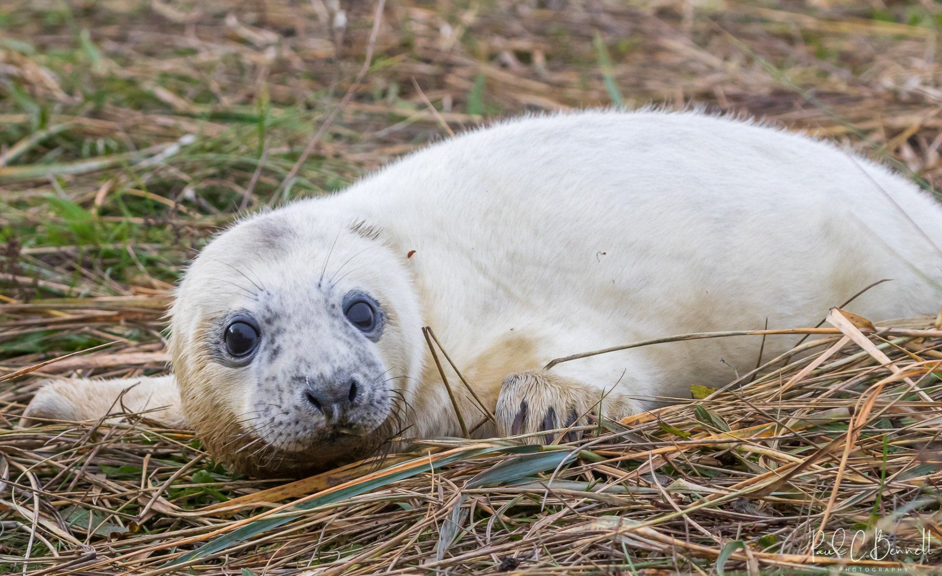 Wildlife Images by Paul C Bennett Photography | Grey Seal Pup Donner Nook