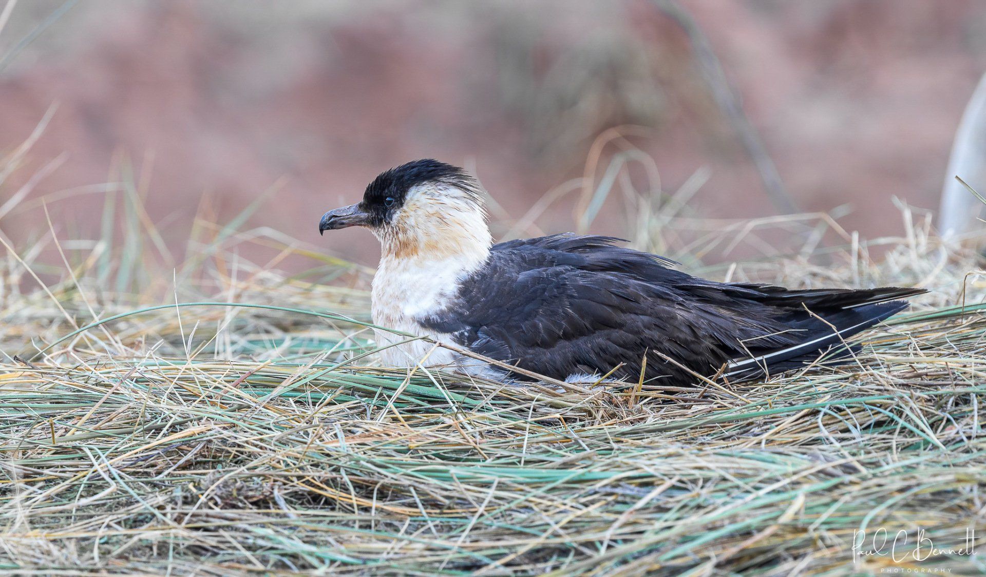 Wildlife Images by Paul C Bennett | Pomeranian Skua East Coast