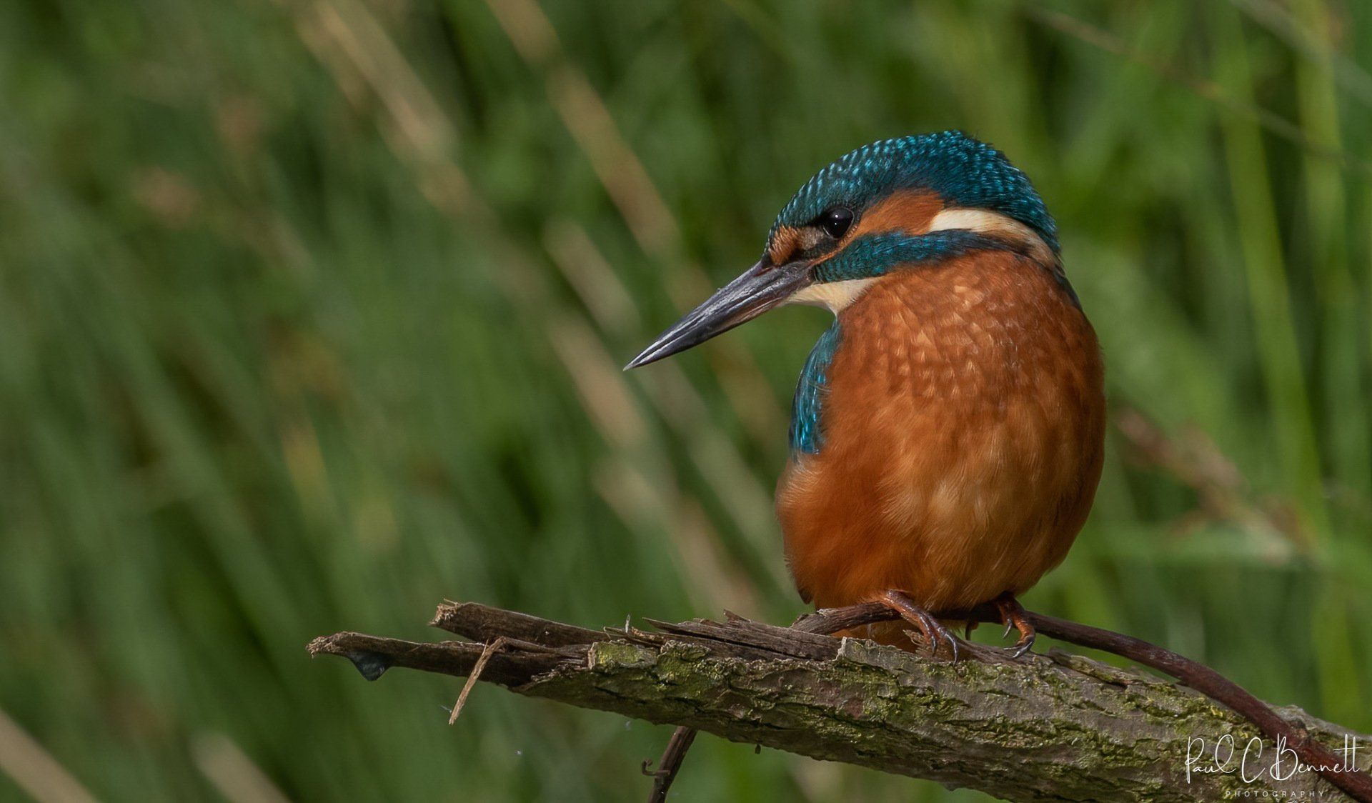 Wildlife Images by Paul C Bennett | Kingfisher Perched