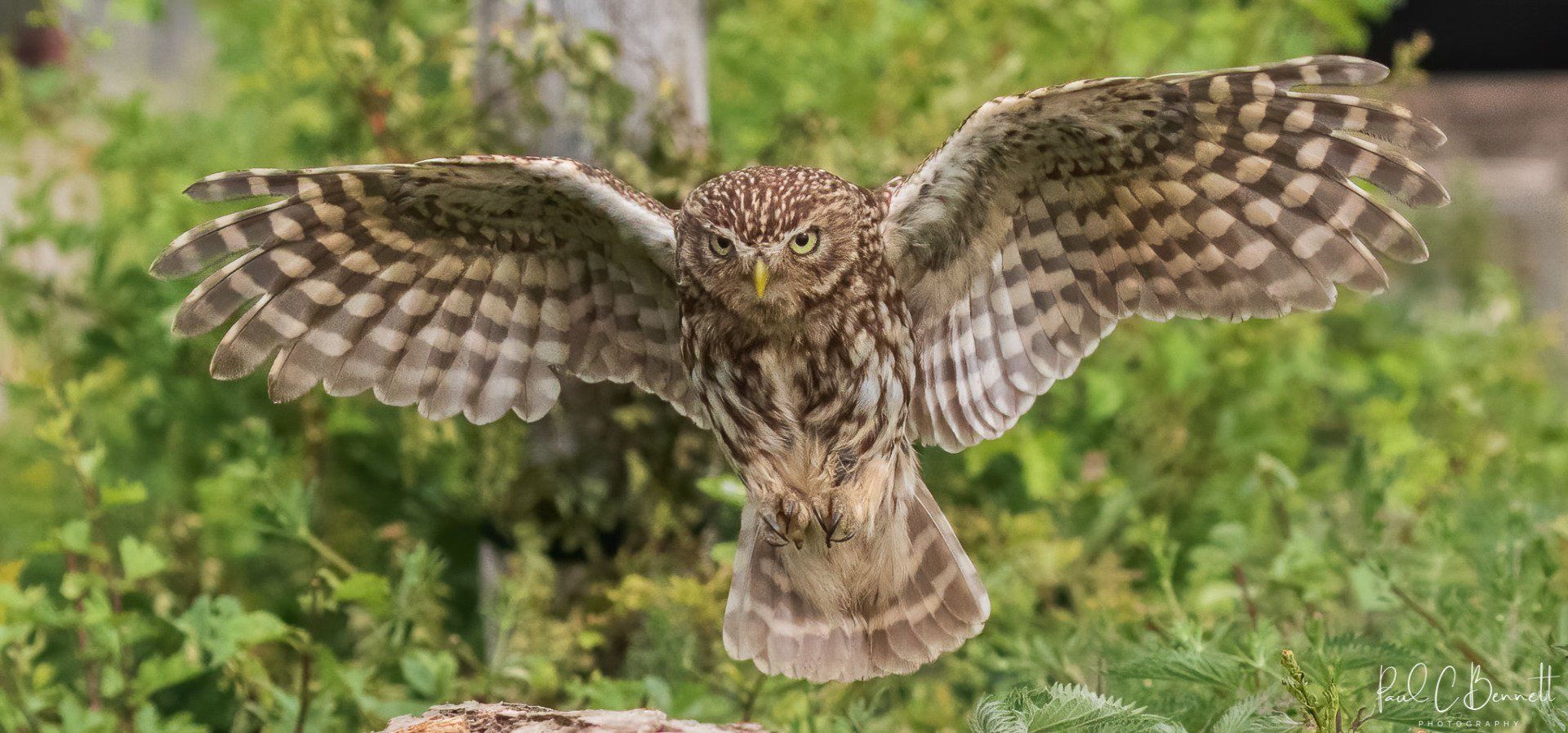 Wildlife Images by Paul C Bennett | Little Owl in Flight