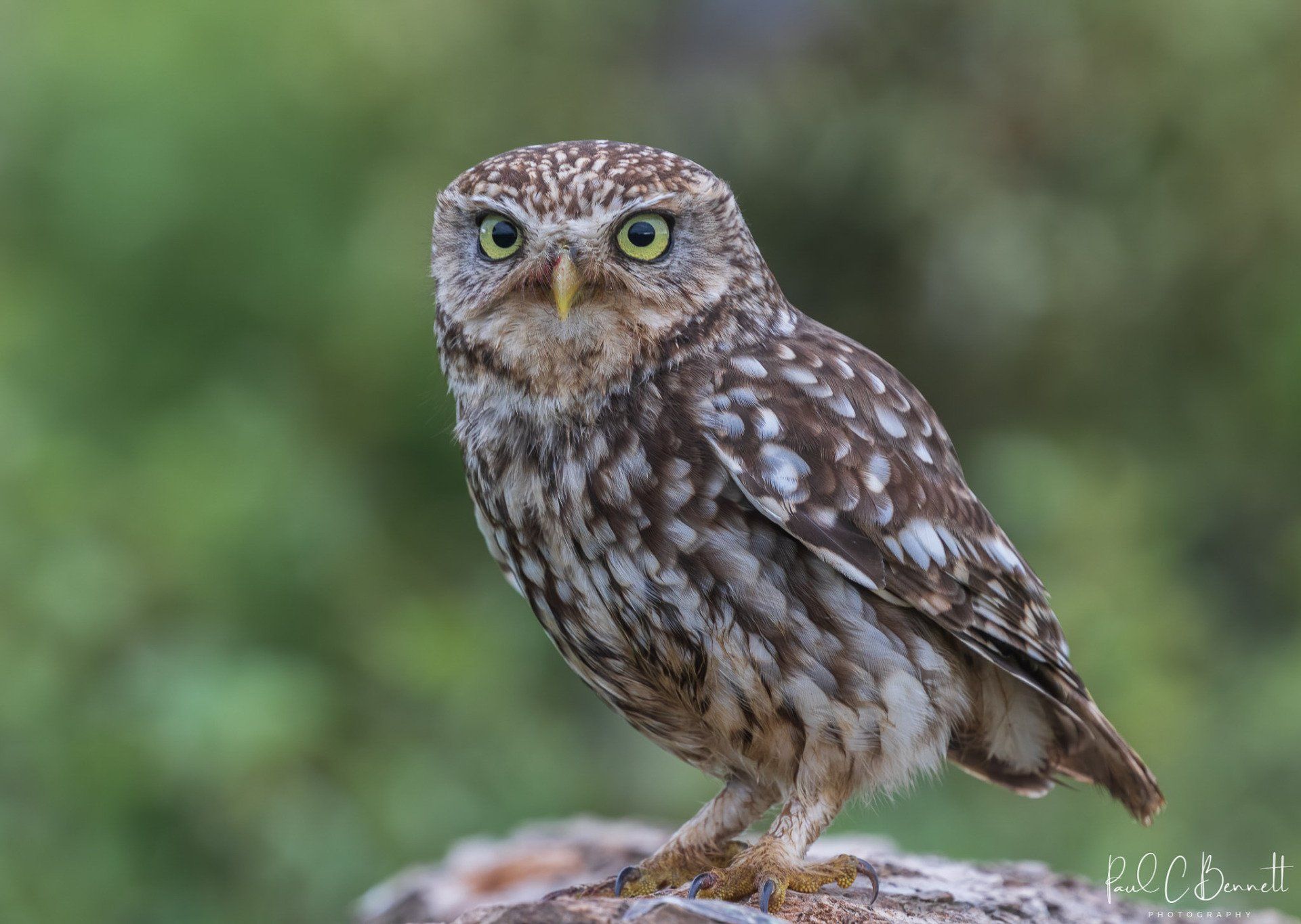 Wildlife Images by Paul C Bennett | Little Owl Wales