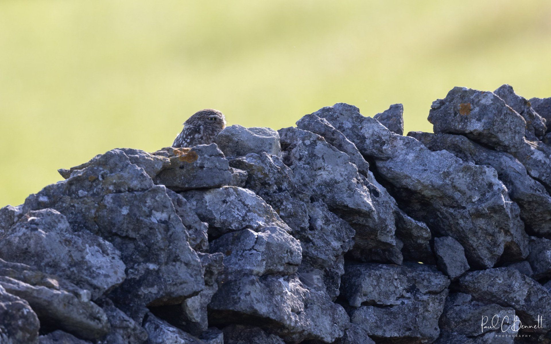 Image by Paul C Bennett Photography, Little Owl, Owl , The peak District.