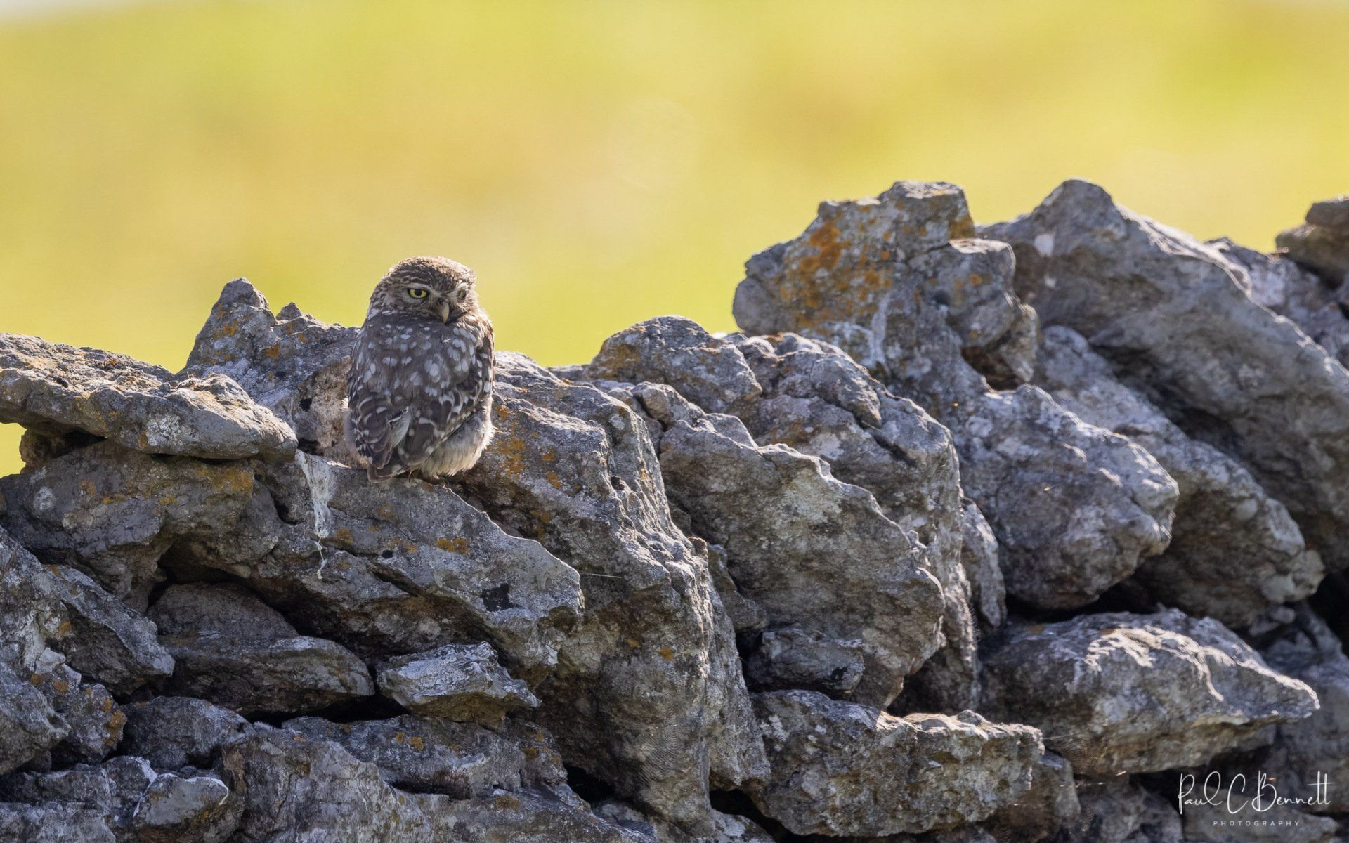 Image by Paul C Bennett Photography, Little Owl, Owl , The peak District.