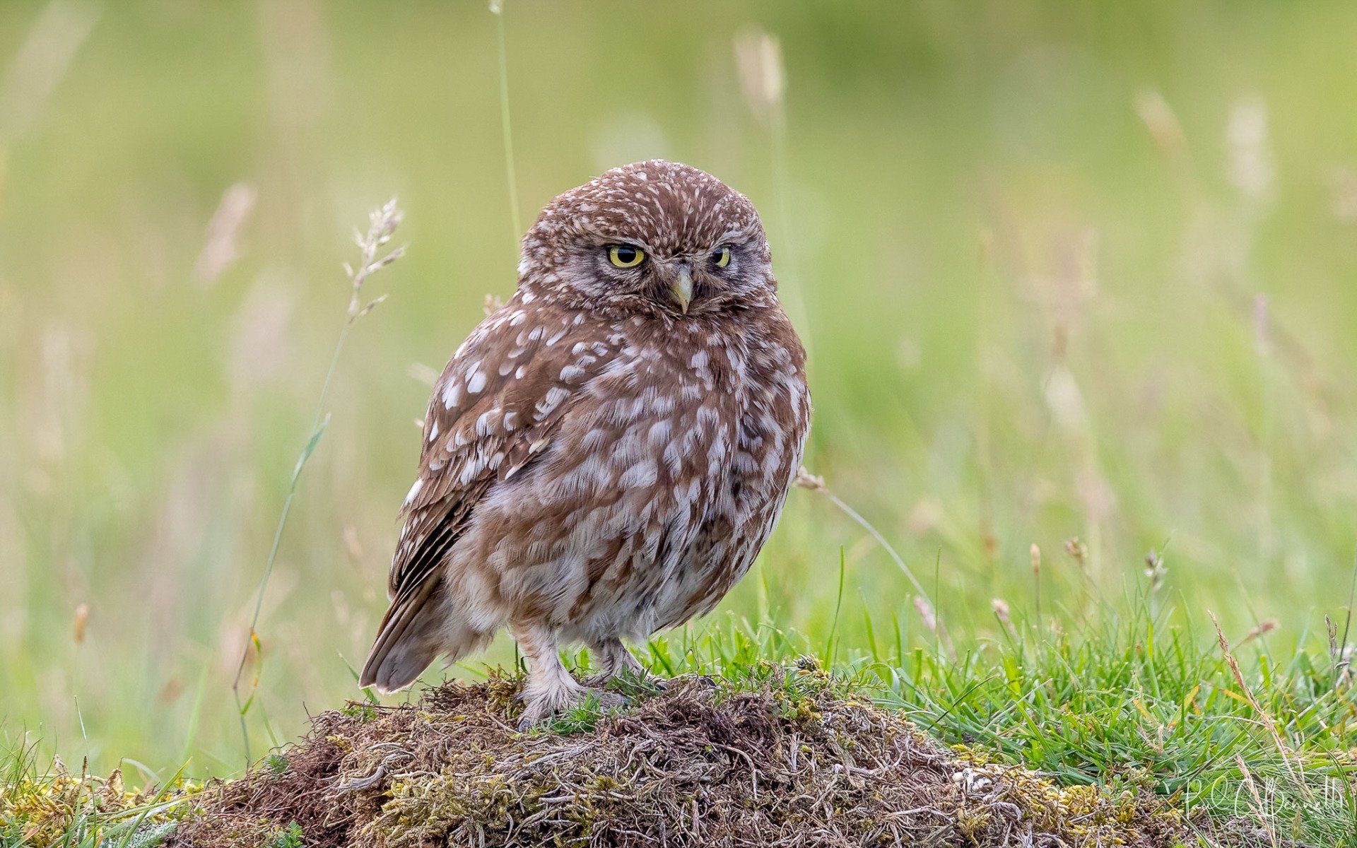 Image by Paul C Bennett Photography, Little Owl, Owl , The peak District.