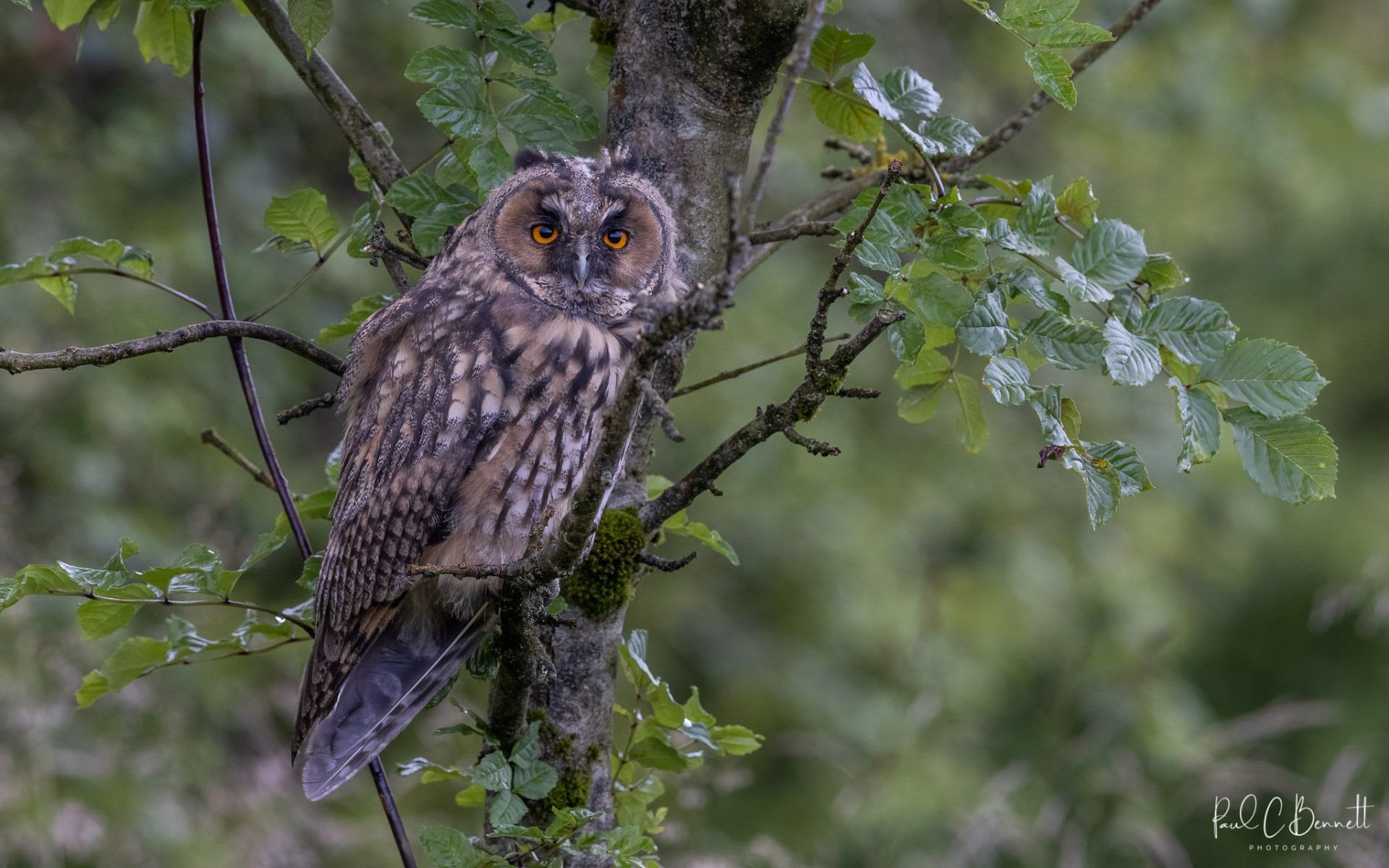 Images by Paul C Bennett Photography, Long Eared Owl in a Tree, Long Eared Owl Lancashire, Leo.