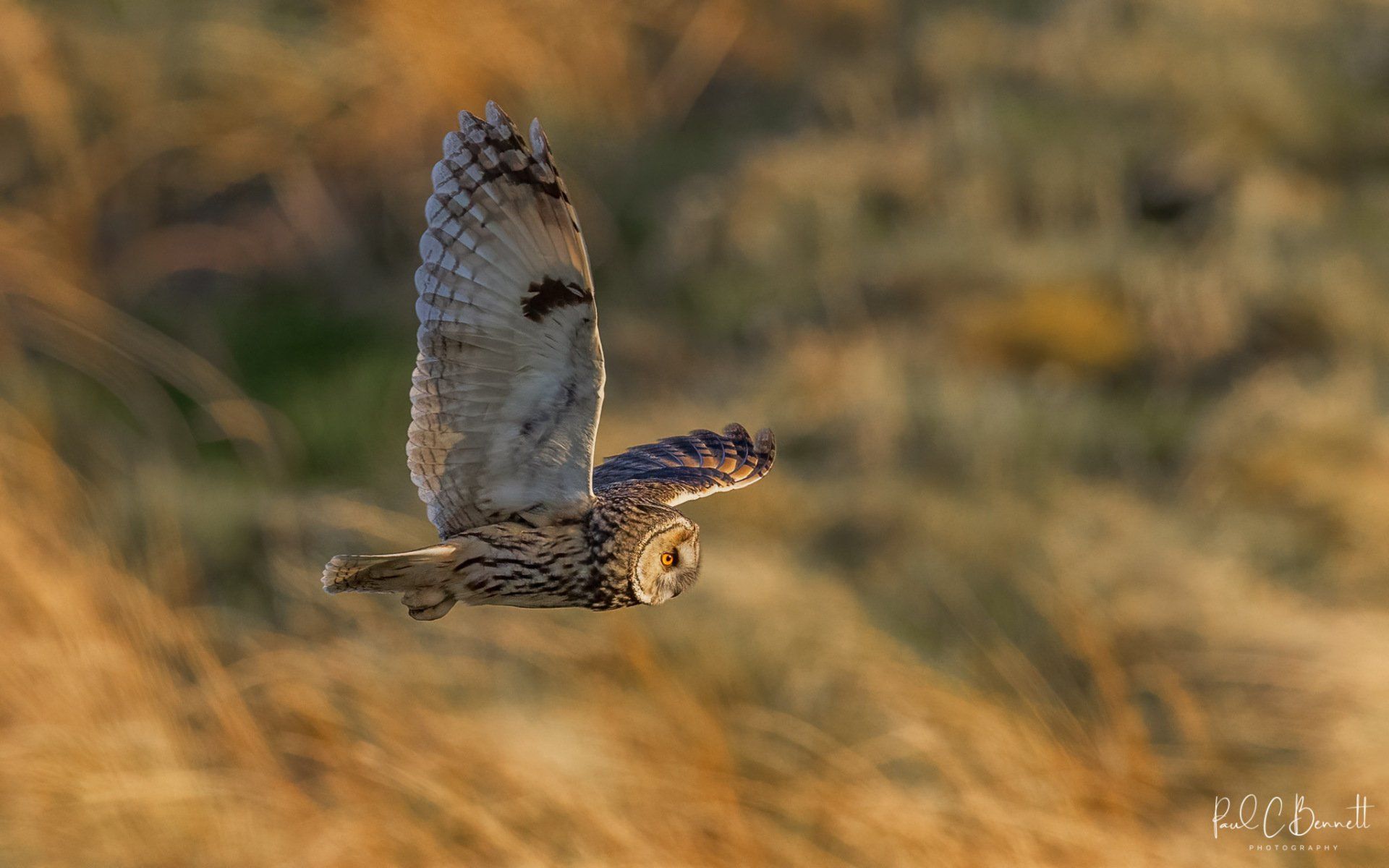 Images by Paul C Bennett Photography, Long Eared Owl, Long Eared Owl in Flight, Leo.