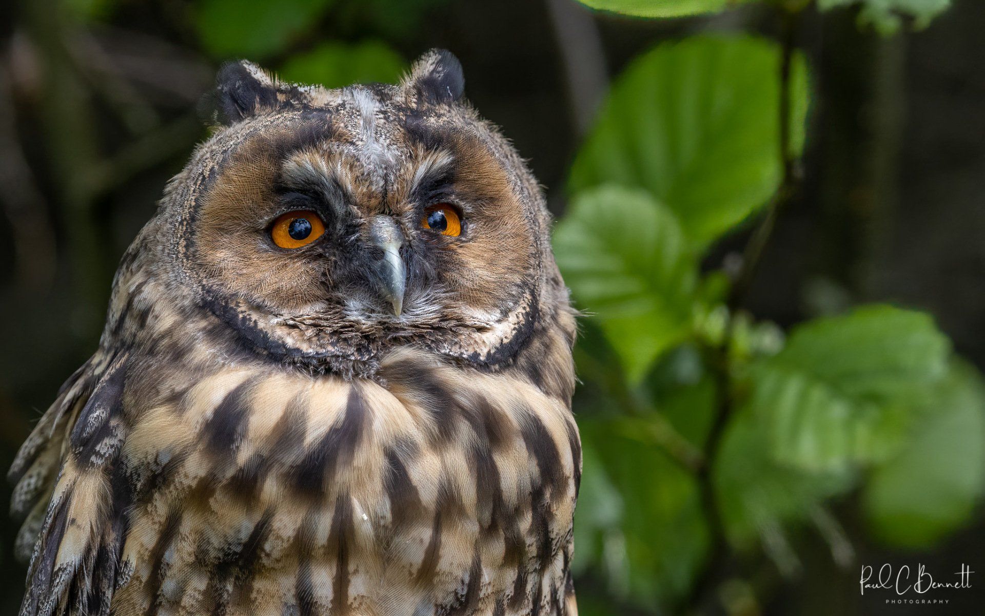 Images by Paul C Bennett Photography , Long Eared Owl Portrait, Long Eared Owl Close up, Leo.
