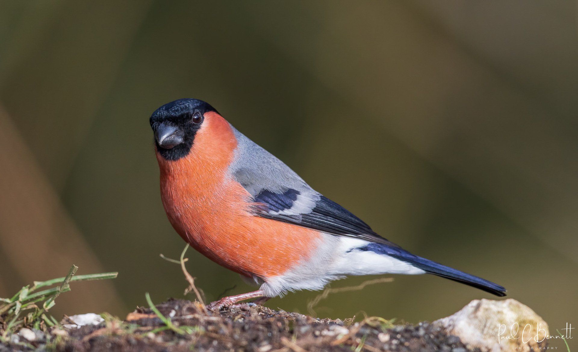 Wildlife Images by Paul C Bennett | Bullfinch Male Derbyshire