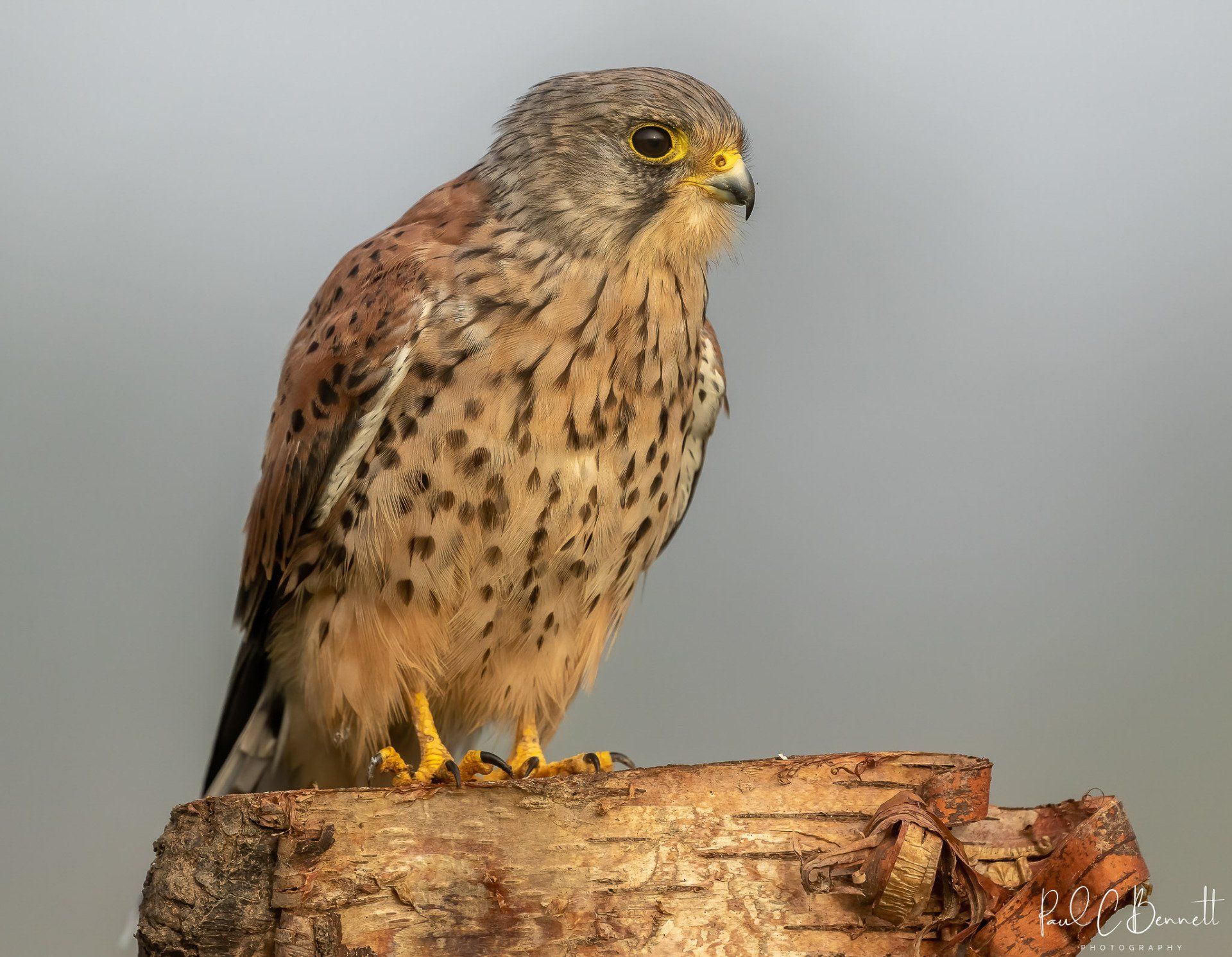 Wildlife Images by Paul C Bennett | Kestrel Male Perched Lancashire