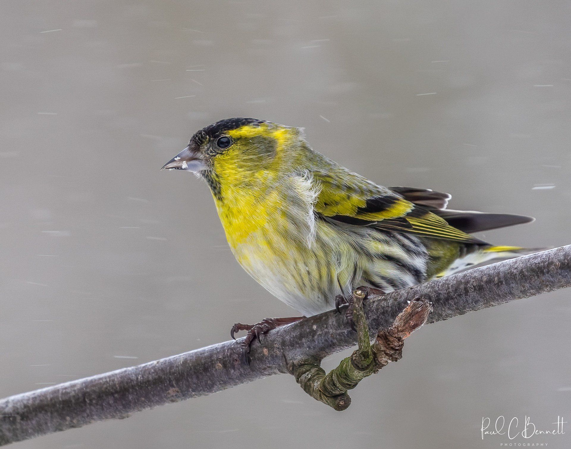 Wildlife Images by Paul C Bennett | Male Siskin Cheshire