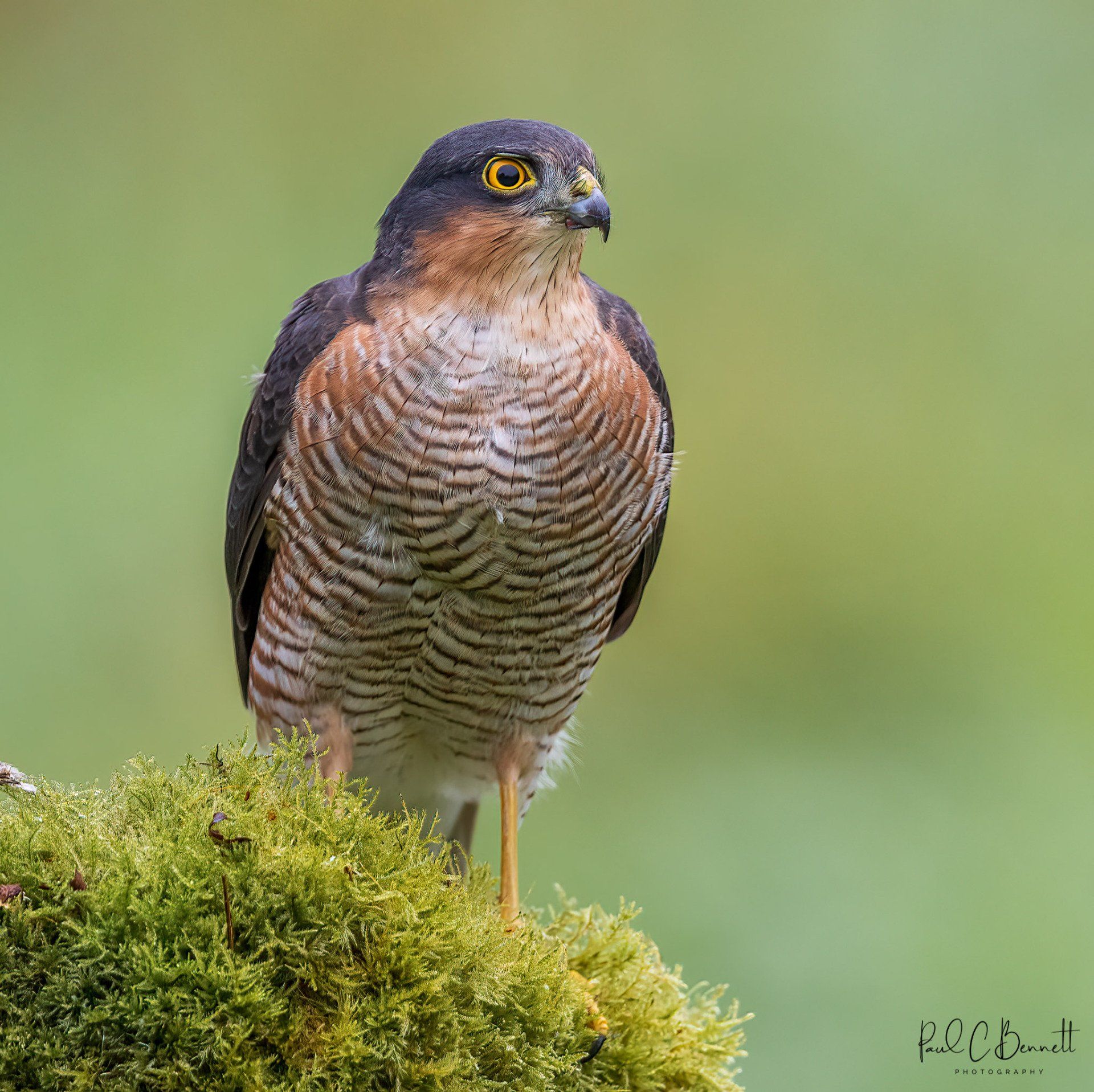 Hawk, Sparrowhawk Male, Sparrowhawk by Paul C Bennett Photography