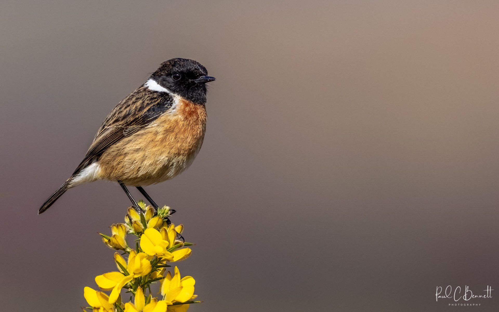 Wildlife Images by Paul C Bennett | Stonechat Male on Gorse