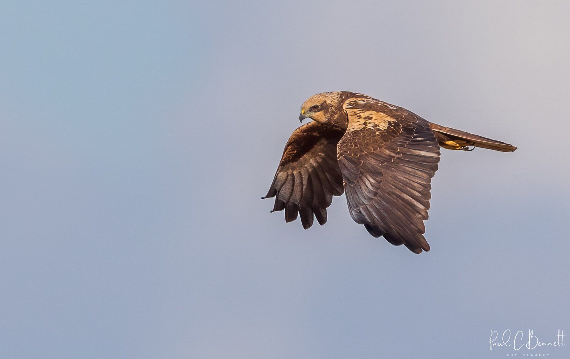 Wildlife Images by Paul C Bennett | Marsh Harrier In Flight Yorkshire