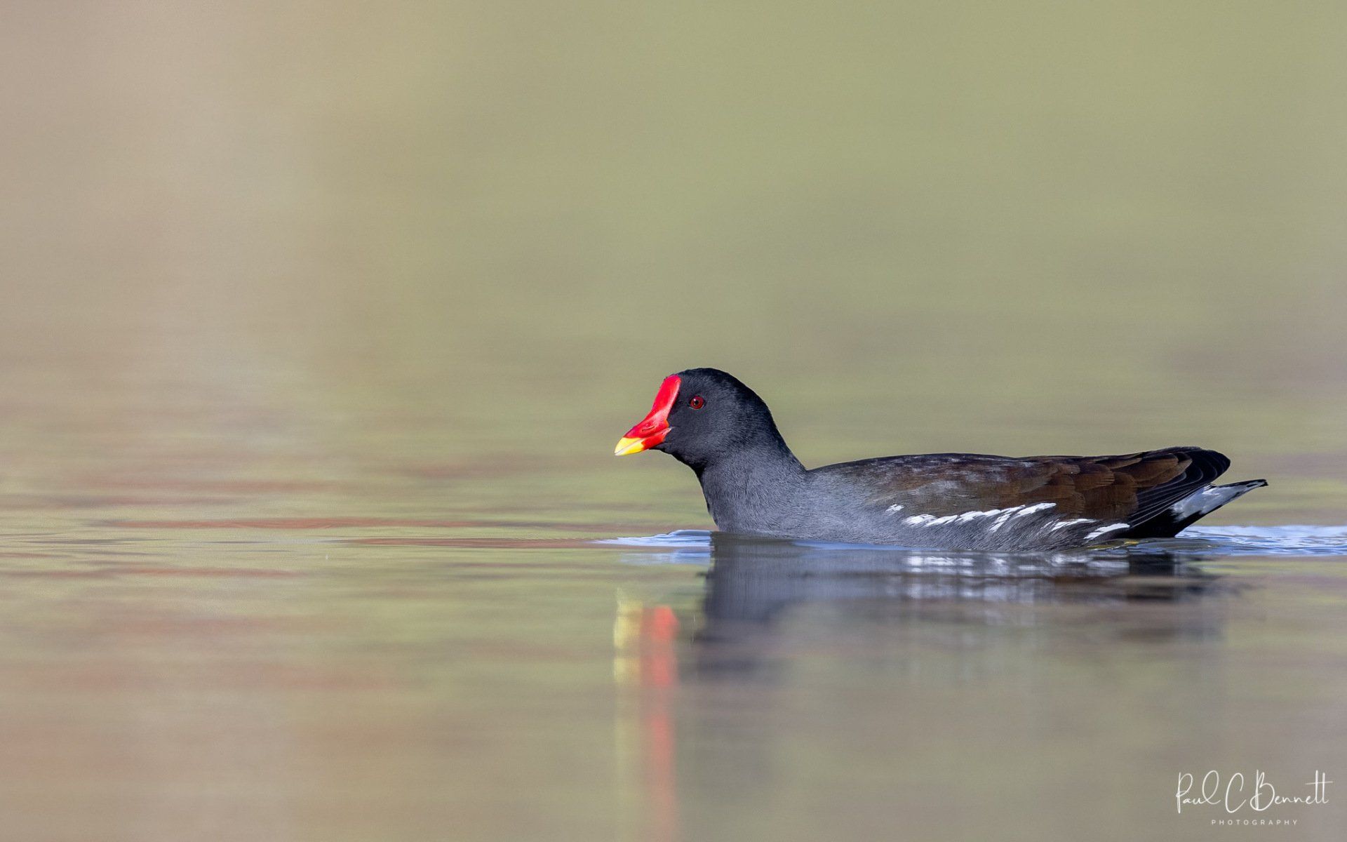 Wildlife Images by Paul C Bennett | Moorhen in the Peak District