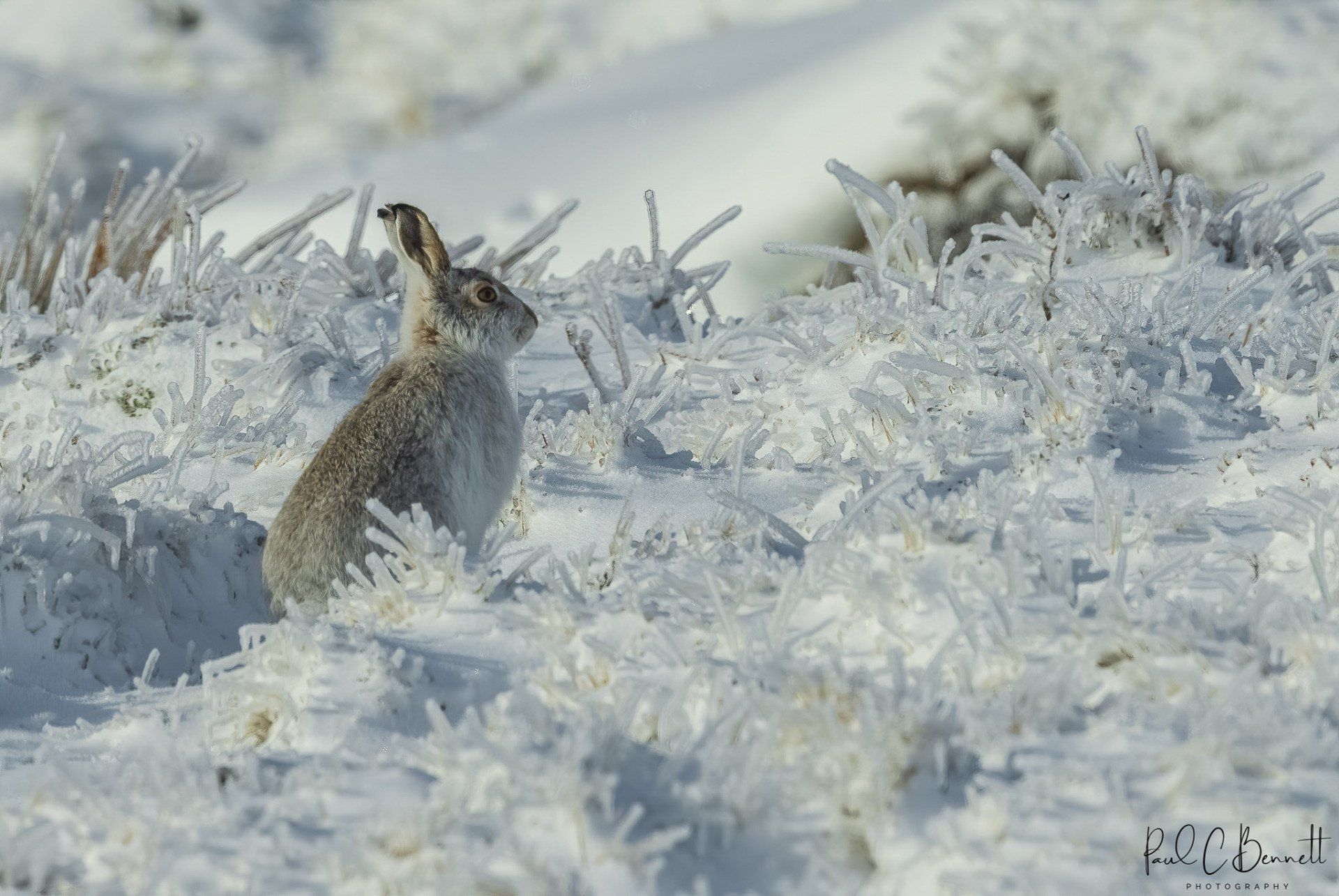 Wildlife Images by Paul C Bennett | Mountain Hare in the Depths of Winter , Peak District