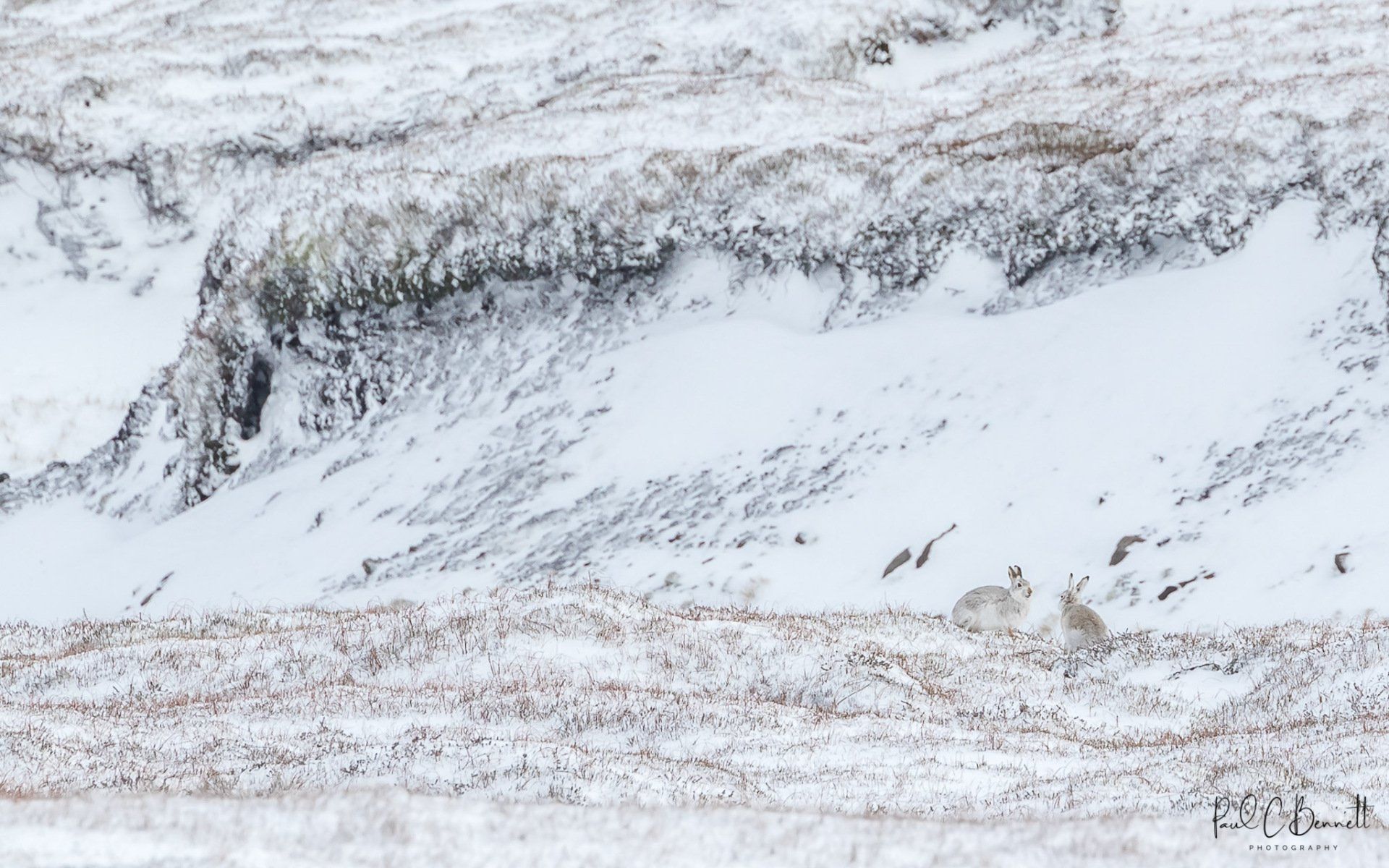 Wildlife Images by Paul C Bennett | Mountain Hares, Heavy Snow