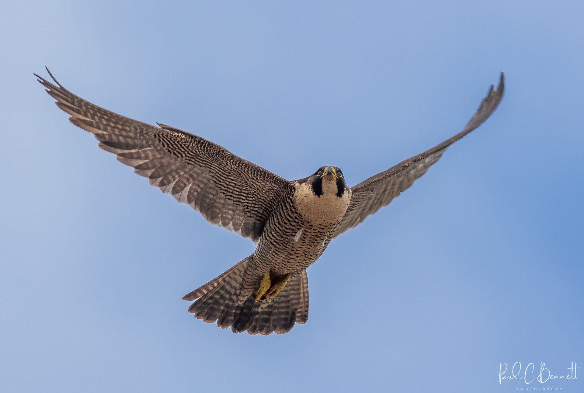 Wildlife Images by Paul C Bennett | Peregrine Falcon in Flight Yorkshire