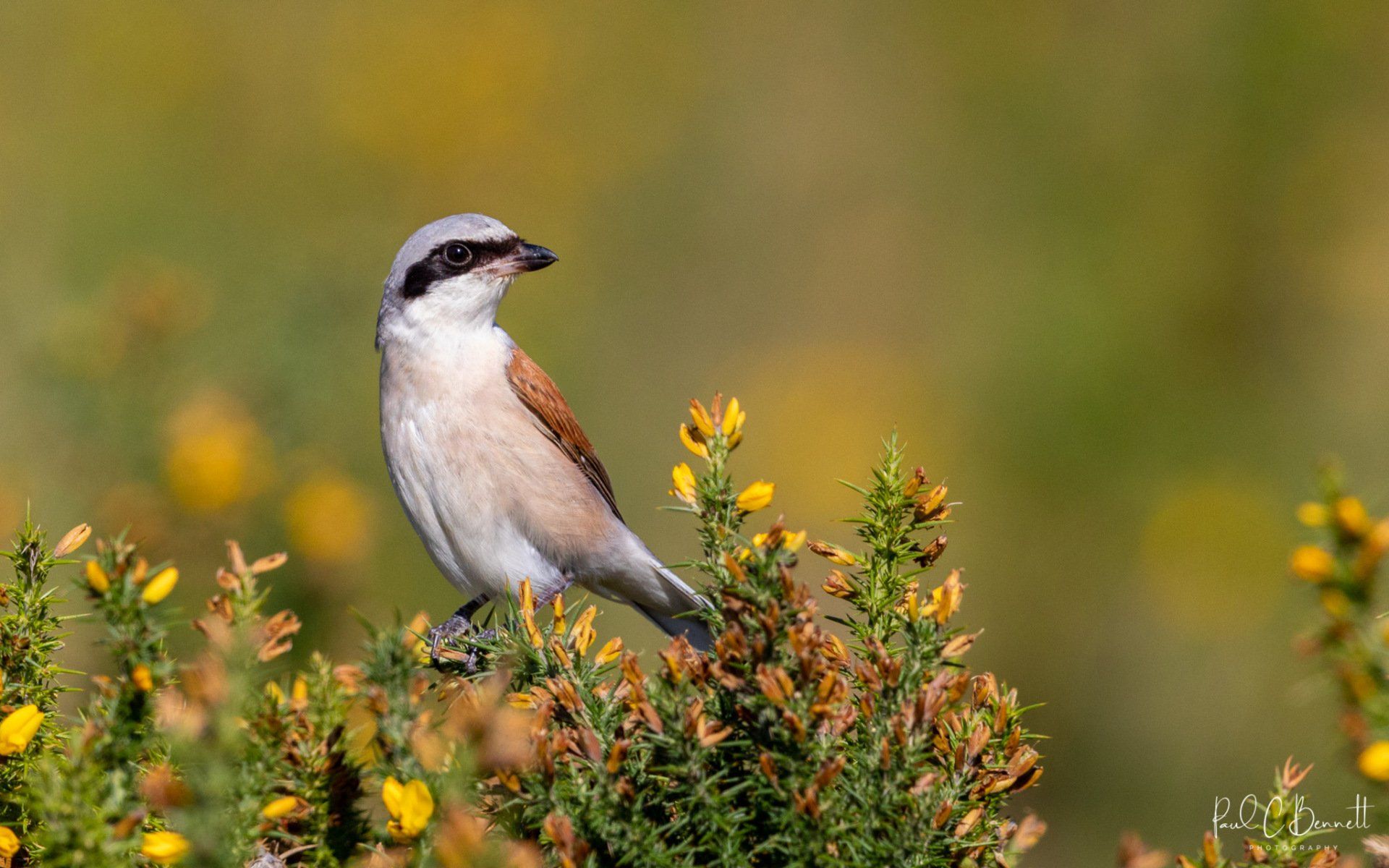 Wildlife Images by Paul C Bennett | Red Backed Shrike Midlands