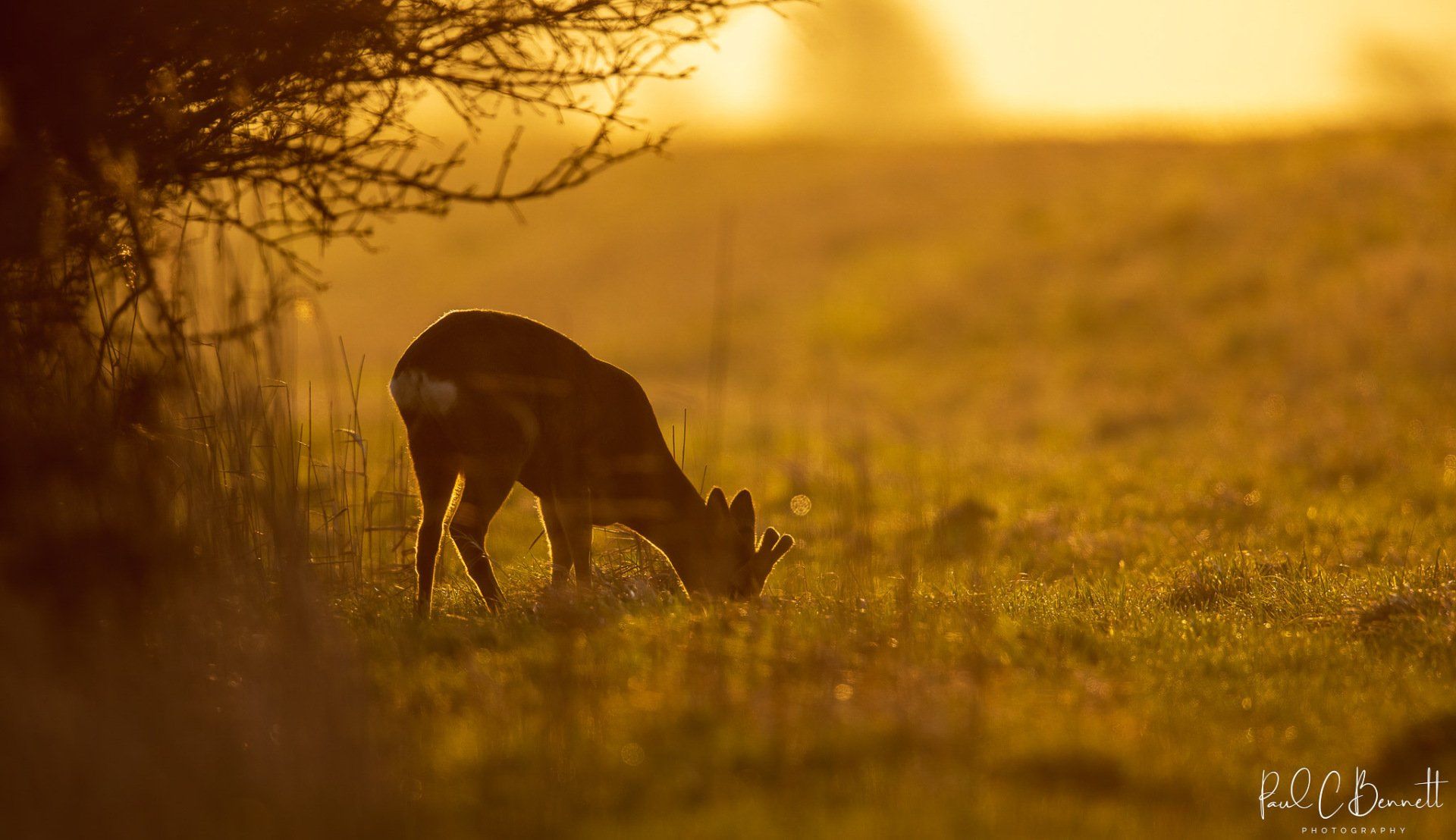 Wildlife Images by Paul C Bennett | Roe Deer at Sunrise