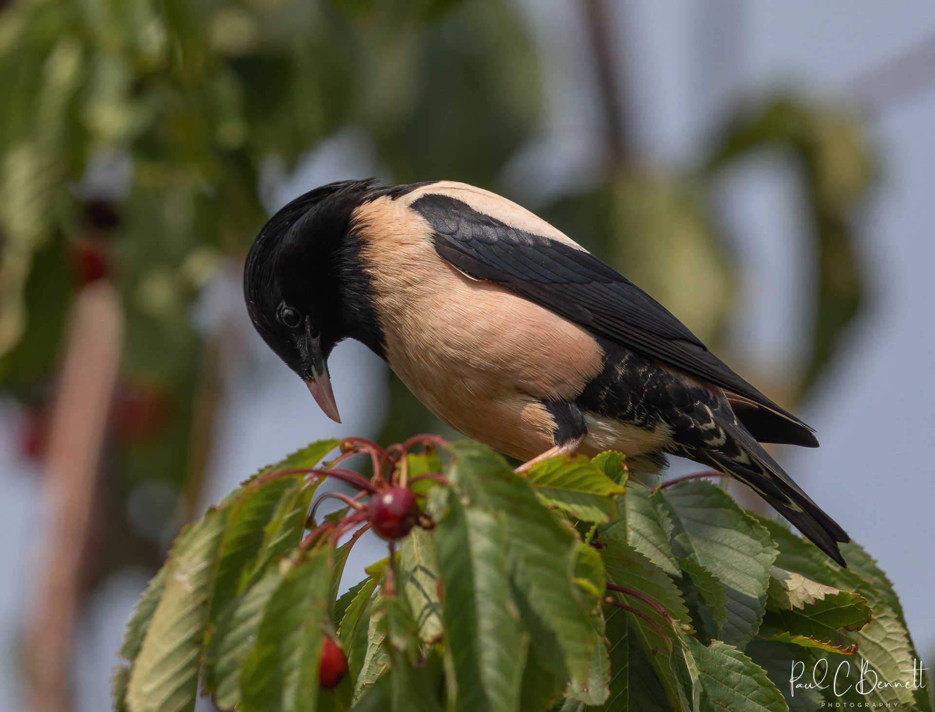 Wildlife Images by Paul C Bennett | Rosy Starling Yorkshire