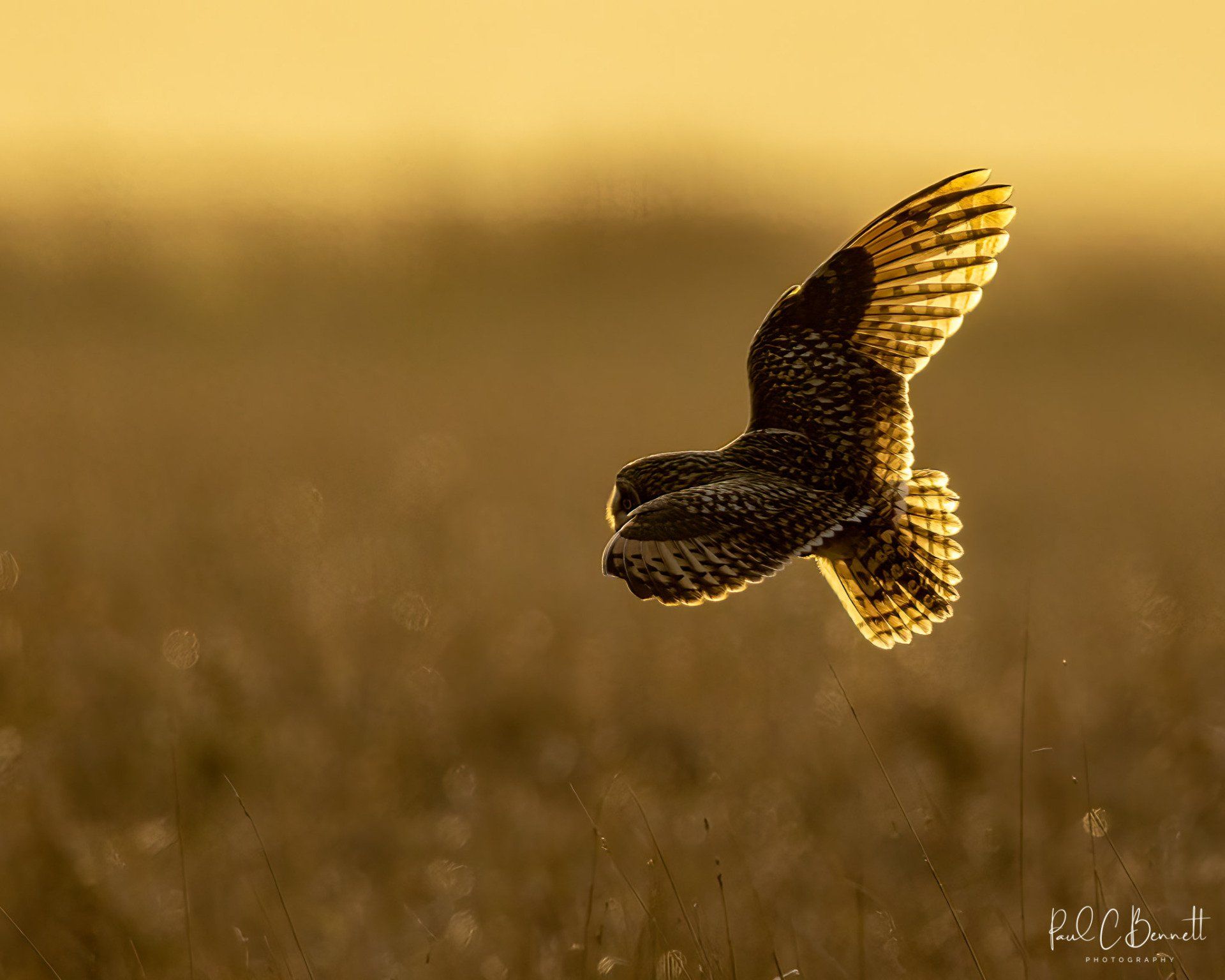 Owls, Owl, Short Eared Owl, Owls in Flight, The Short Eared Owl by Paul C Bennett Photography.