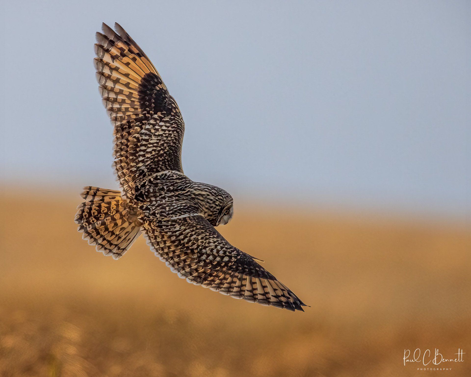 Owls, Owl, Short Eared Owl, Owls in Flight, The Short Eared Owl by Paul C Bennett Photography.