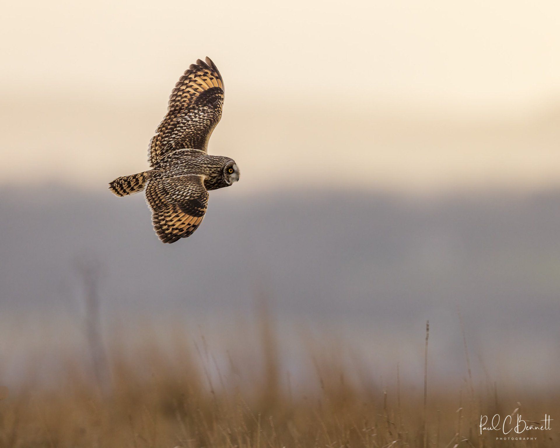 Owls, Owl, Short Eared Owl, Owls in Flight, The Short Eared Owl by Paul C Bennett Photography.