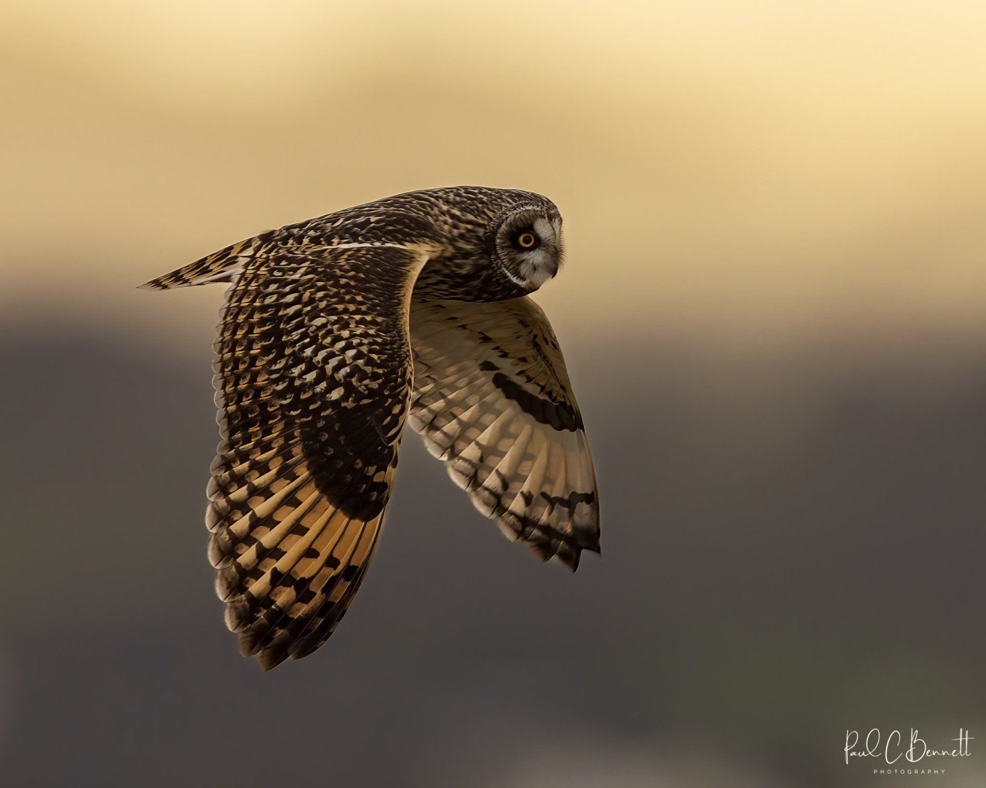 Owls, Owl, Short Eared Owl, Owls in Flight, The Short Eared Owl by Paul C Bennett Photography.