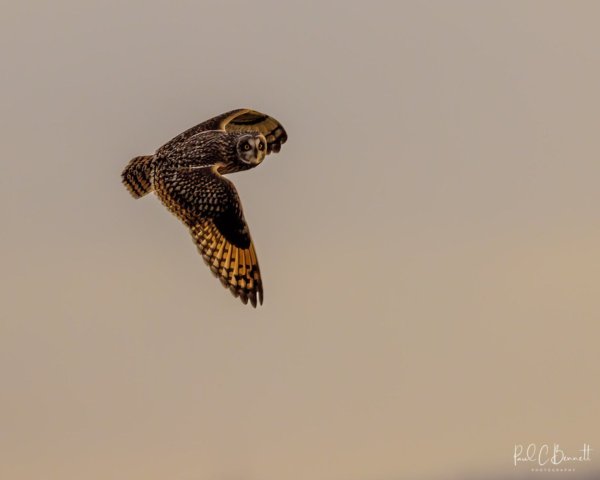 Owls, Owl, Short Eared Owl, Owls in Flight, The Short Eared Owl by Paul C Bennett Photography.