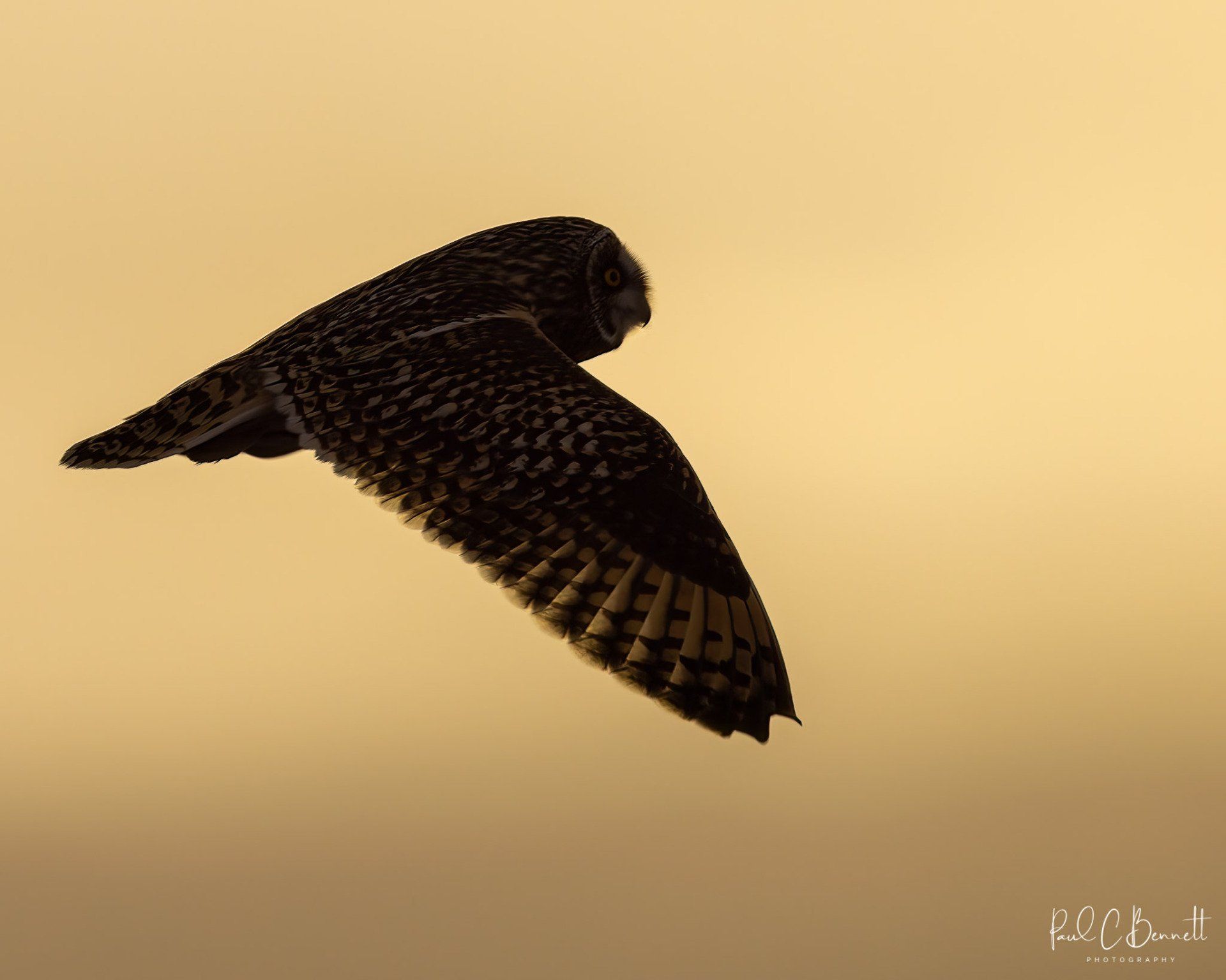 Owls, Owl, Short Eared Owl, Owls in Flight, The Short Eared Owl by Paul C Bennett Photography.