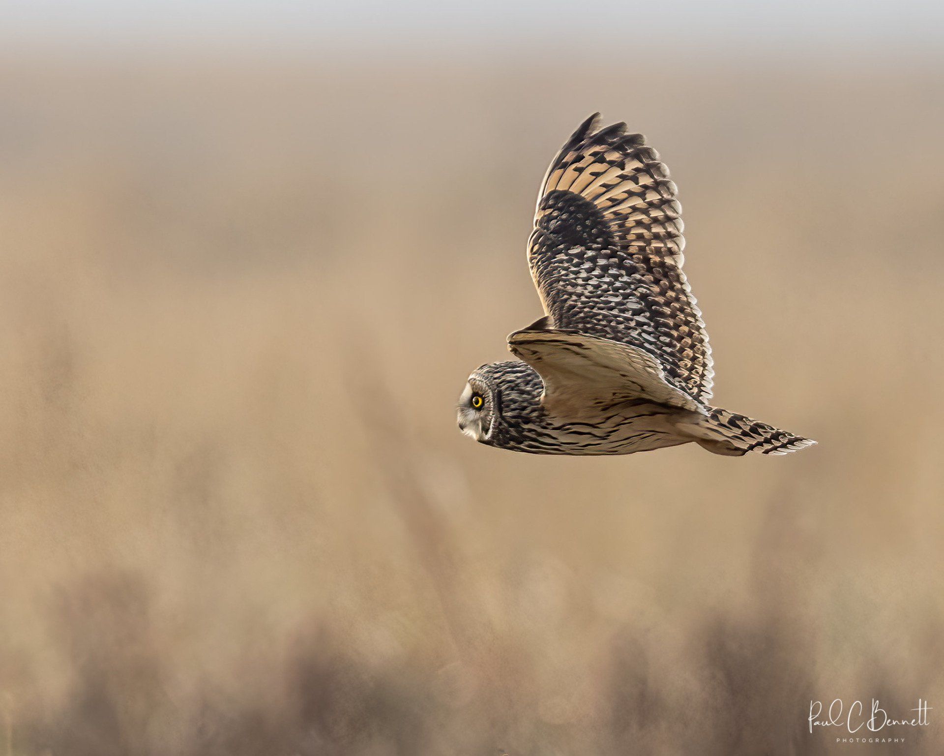 Owls, Owl, Short Eared Owl, Owls in Flight, The Short Eared Owl by Paul C Bennett Photography.